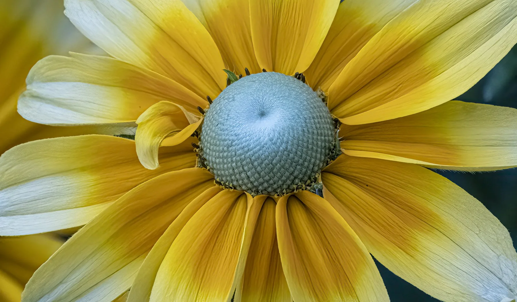 DSCF0736-Edit.jpg