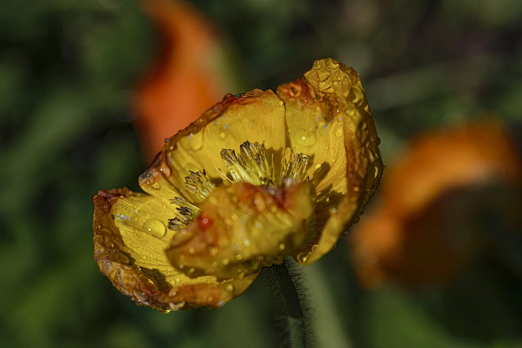 DSCF8245-Edit.jpg