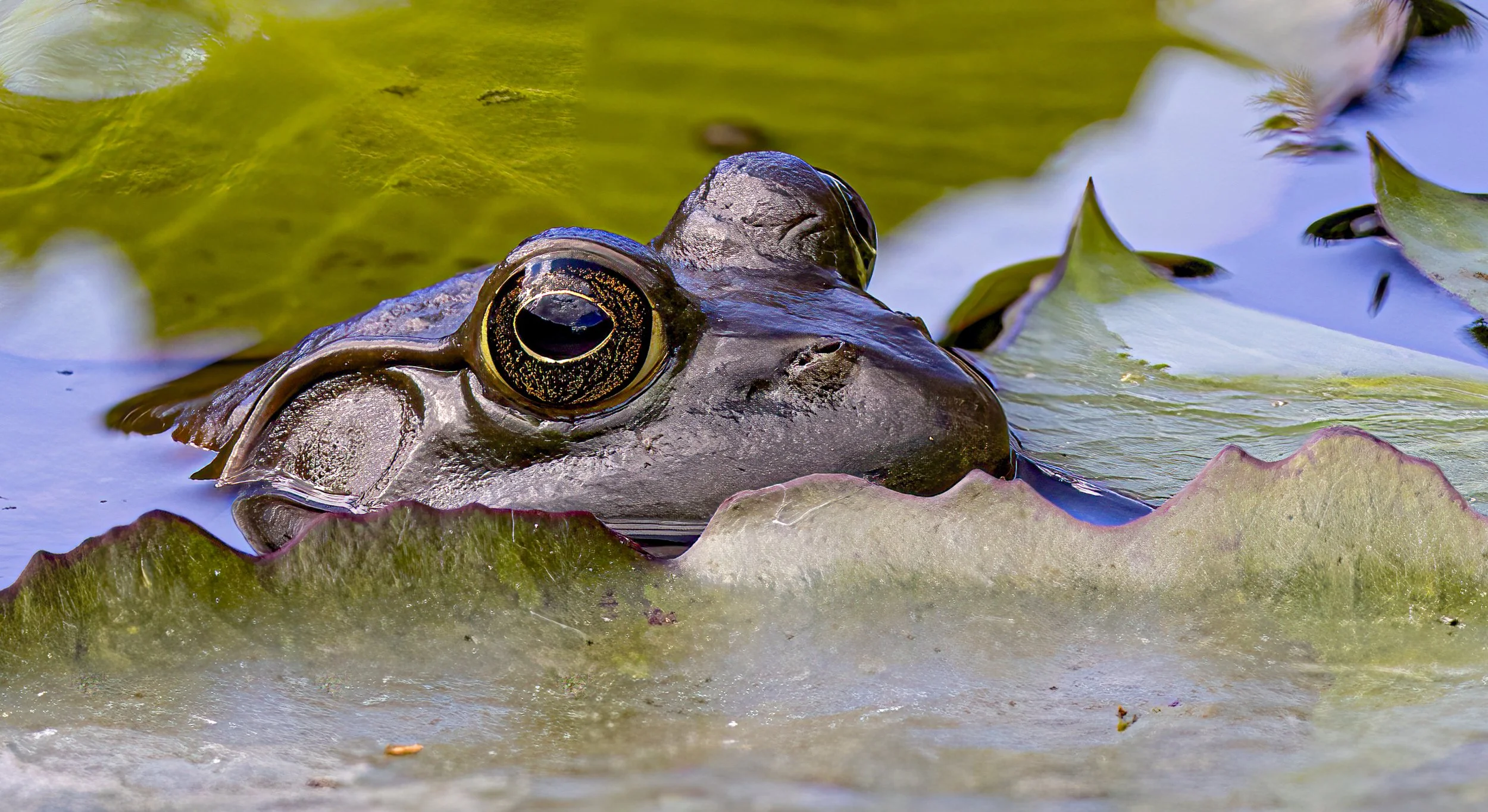 IMG_5911-Edit.jpg