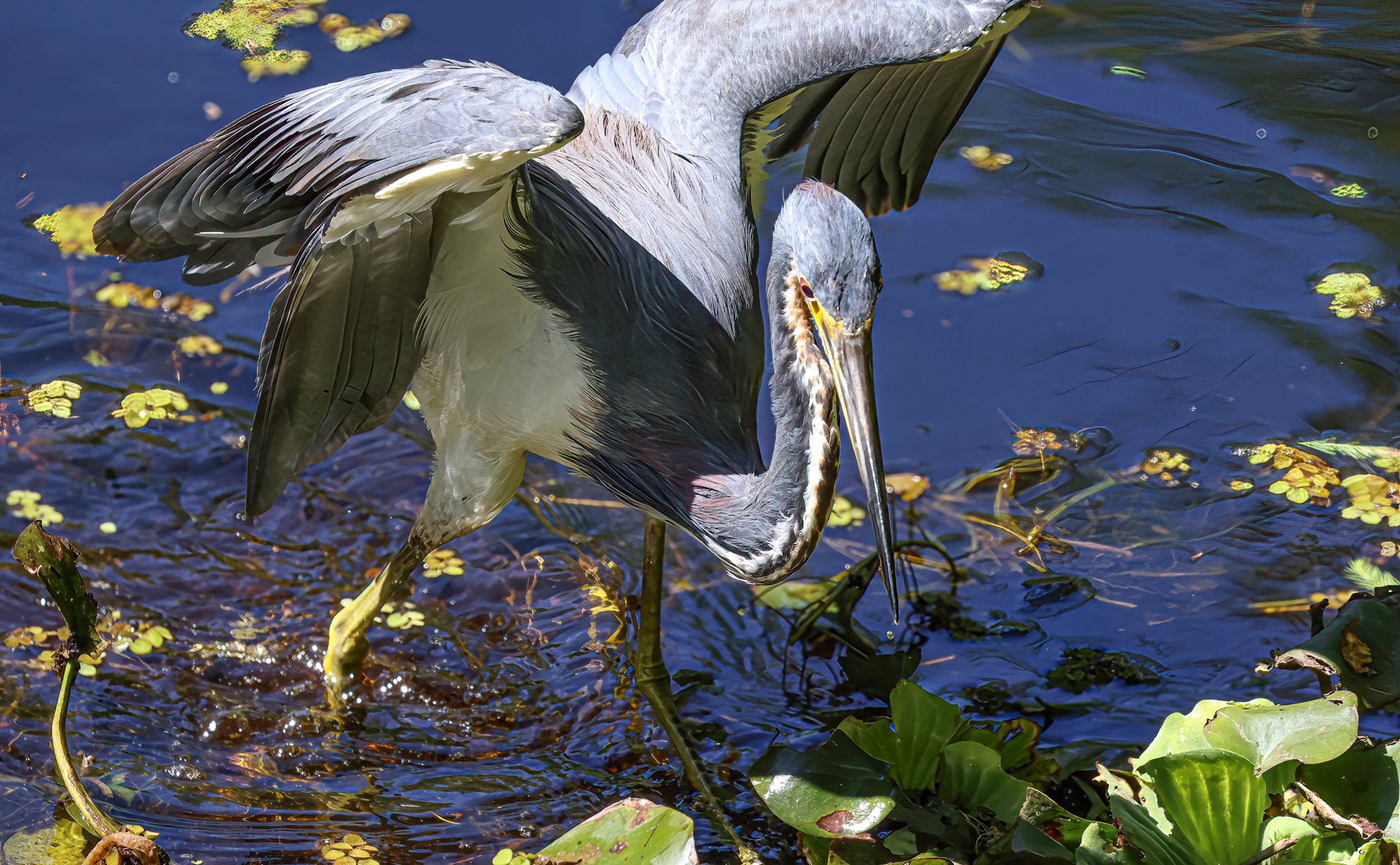 Florida3368-Edit.jpg