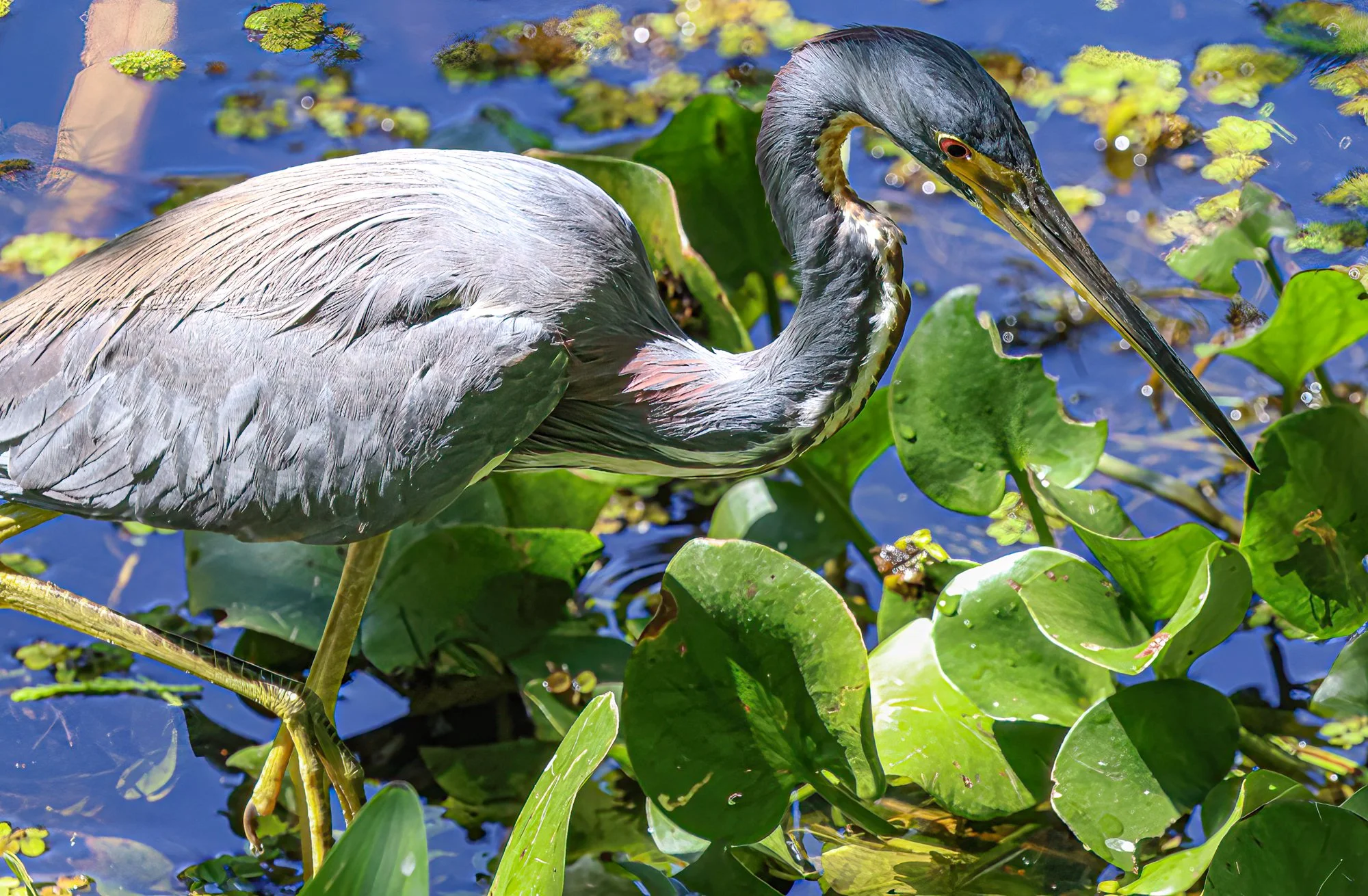 Florida3402-Edit.jpg