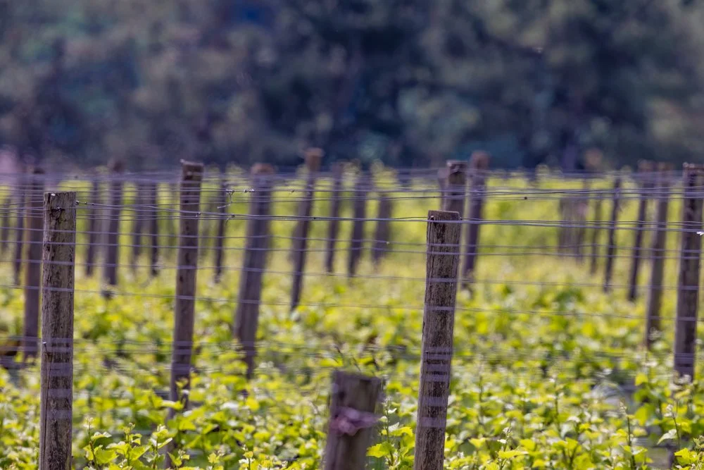OregonRAW2.2-87-Edit.jpg