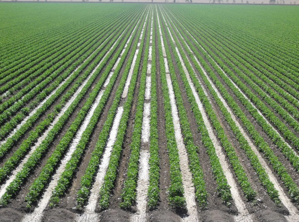 Irrigated Cotton.jpeg