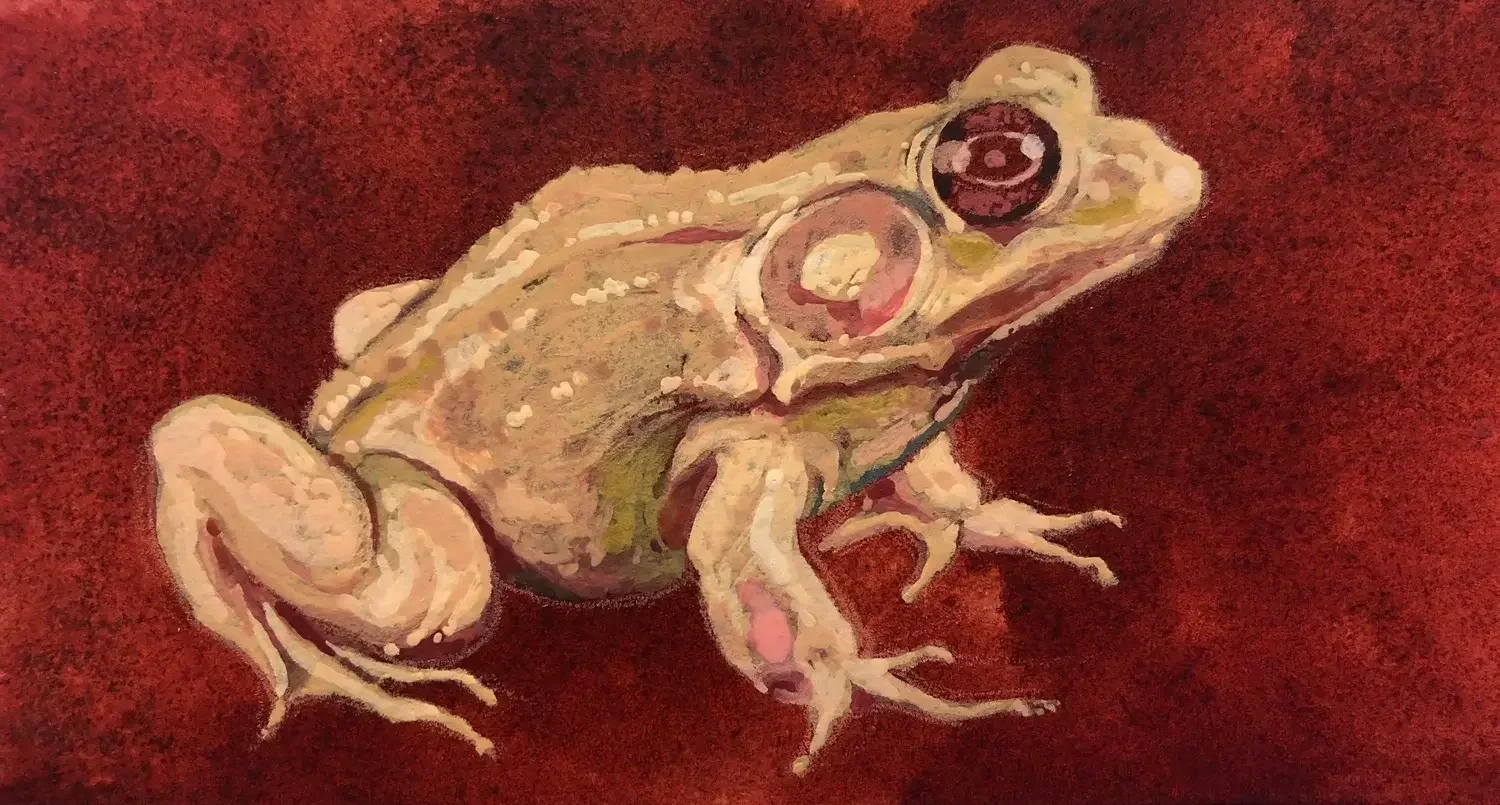 Toad - animal study in ink and gouache