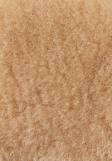 Palomino