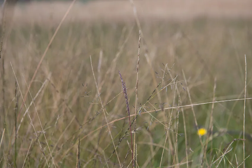 Its all about the grass