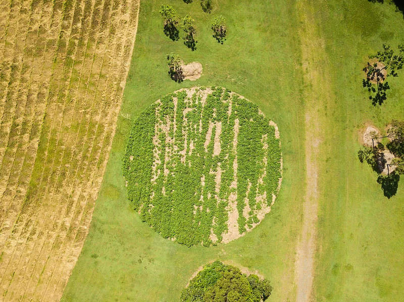 The Beacon in April 2018 showing a mixed crop of legumes growing to enrich the soil