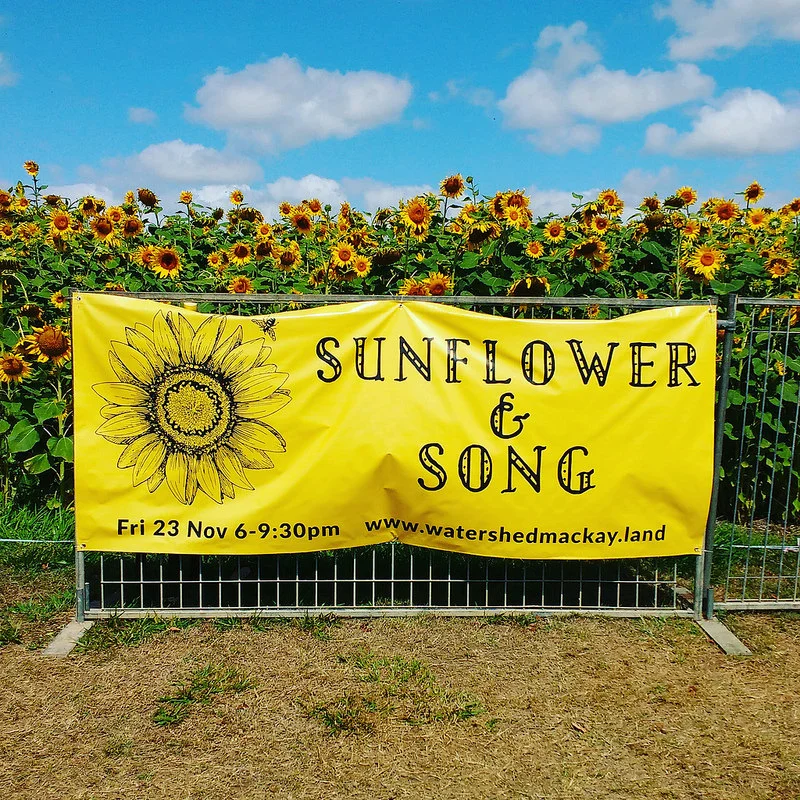 Sunflowers, seeds and songs