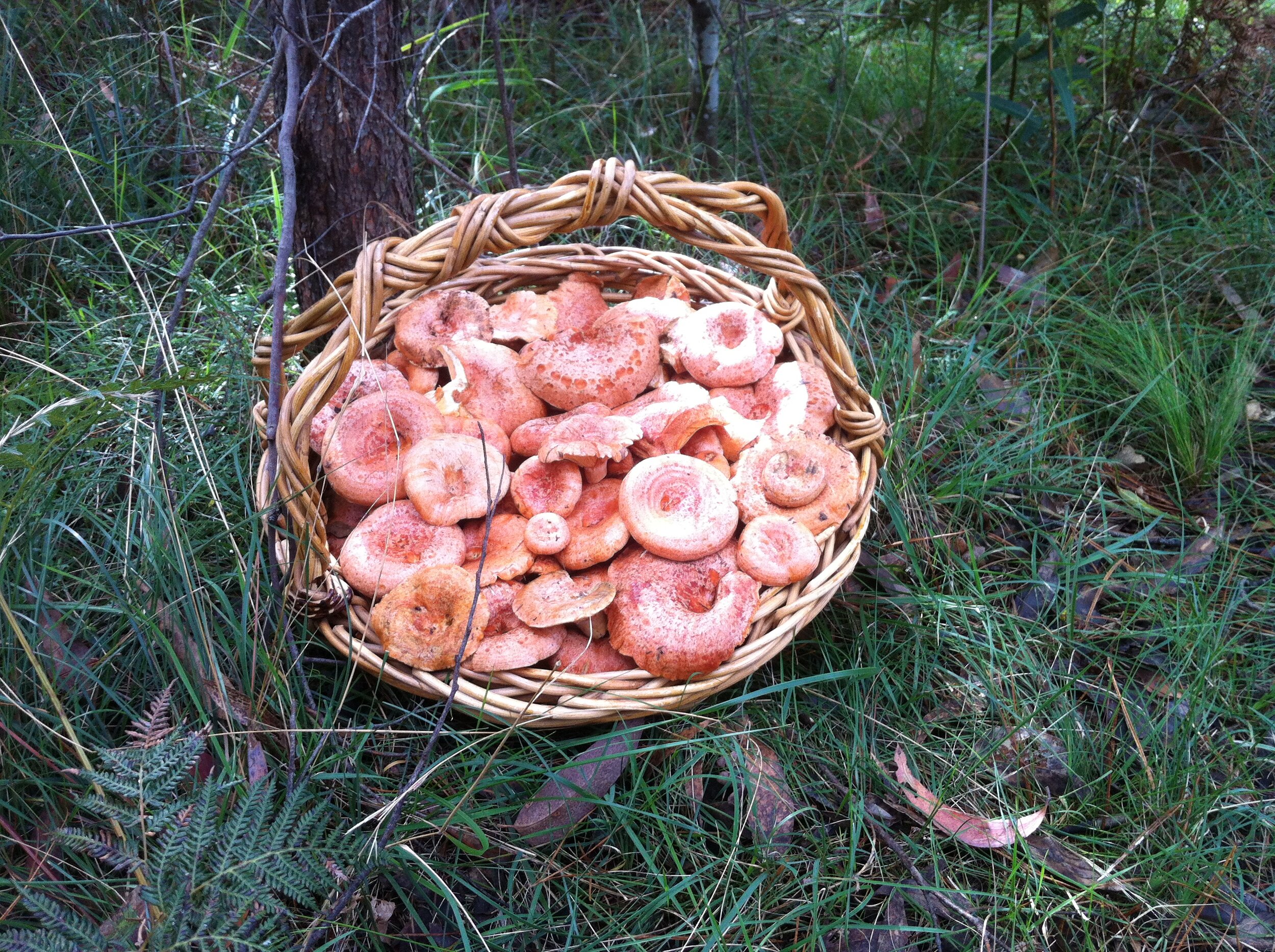 Fun in the forest: weeds, mushrooms and a Foragers Feast in Oberon!