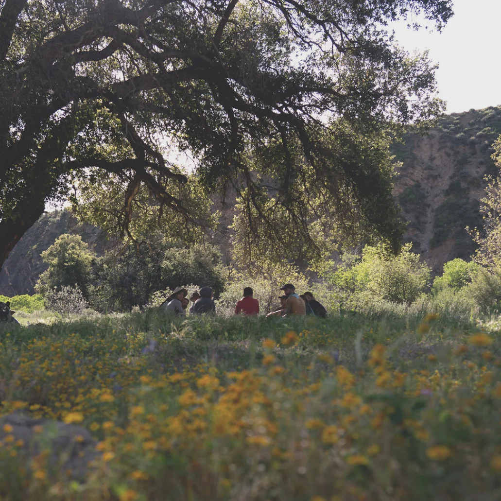 oaks-and-acorns-ojai-sm.jpg