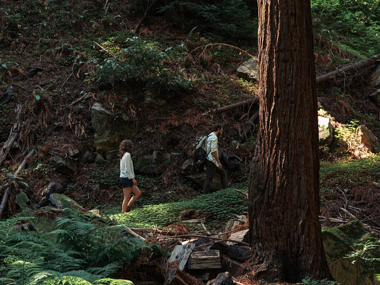 big-sur-redwood3.jpg