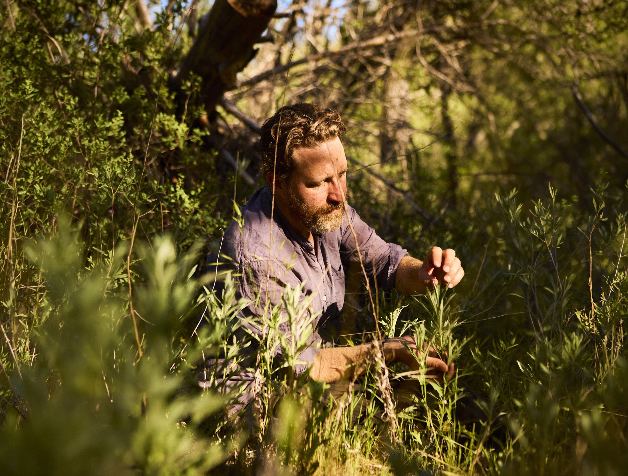 fletcher-mugwort-banner.jpg