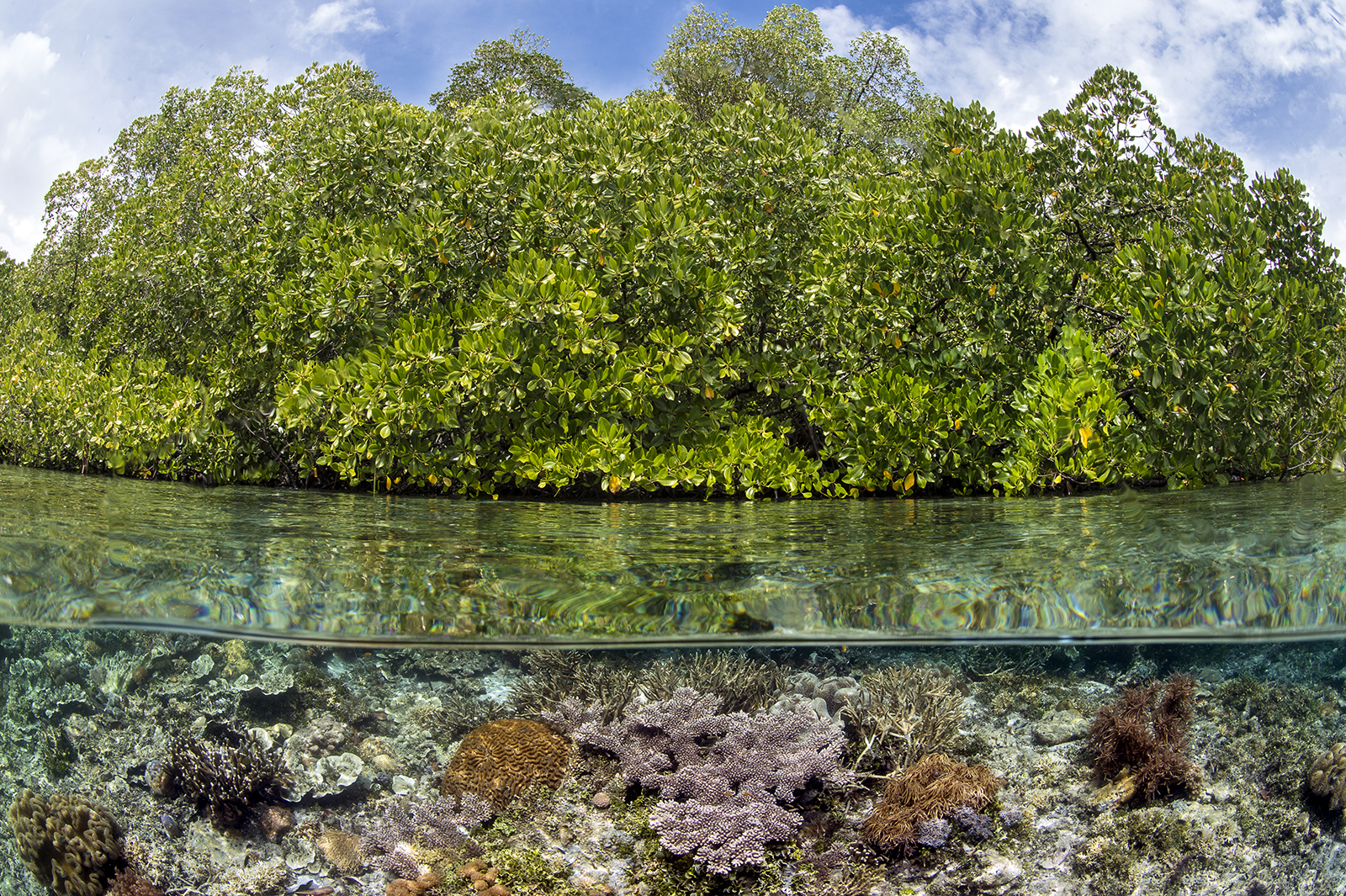 IYORBank_CoralReefs_AlexMustard_06.jpg