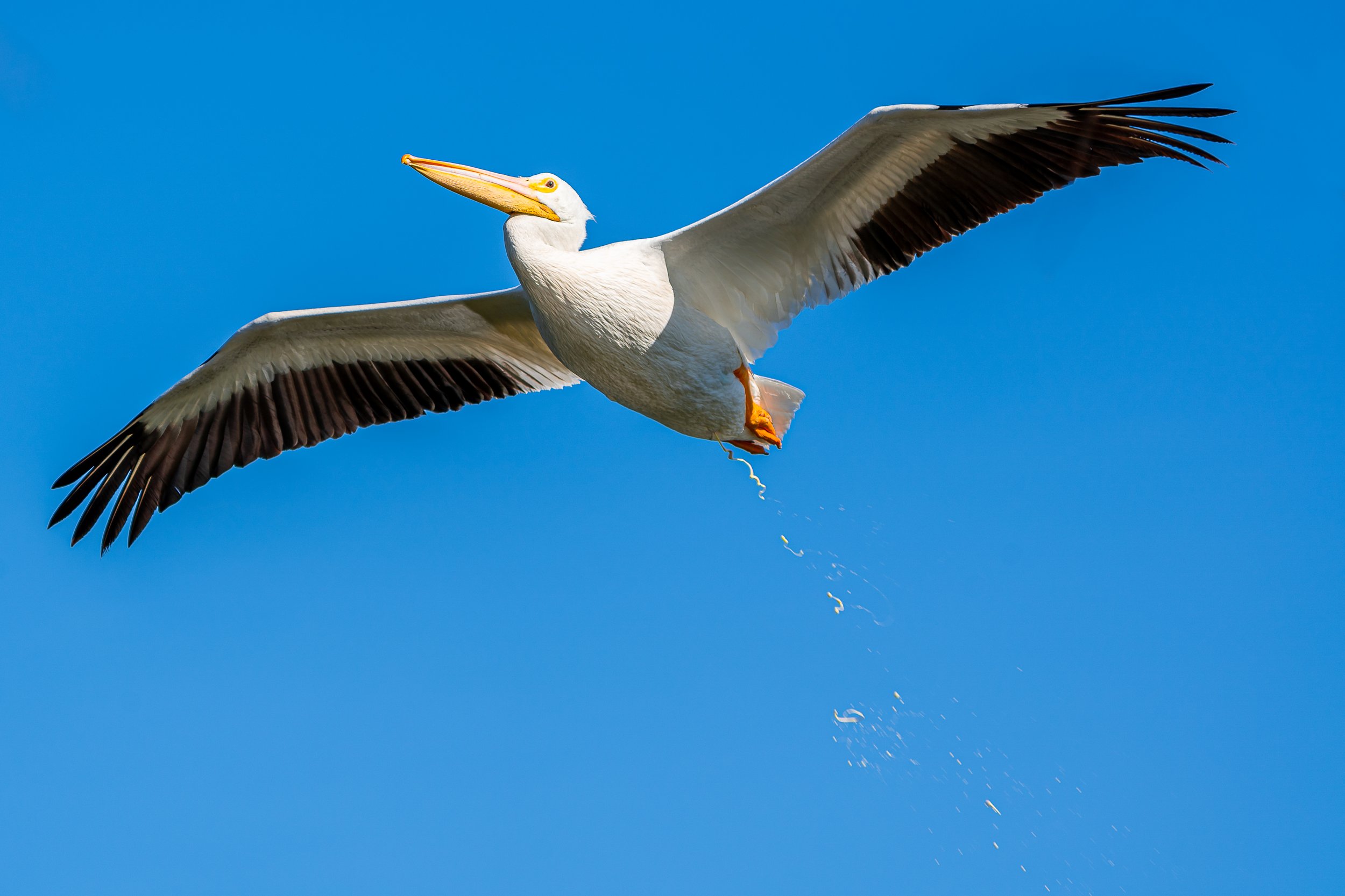 American White Pelican; January 2021
