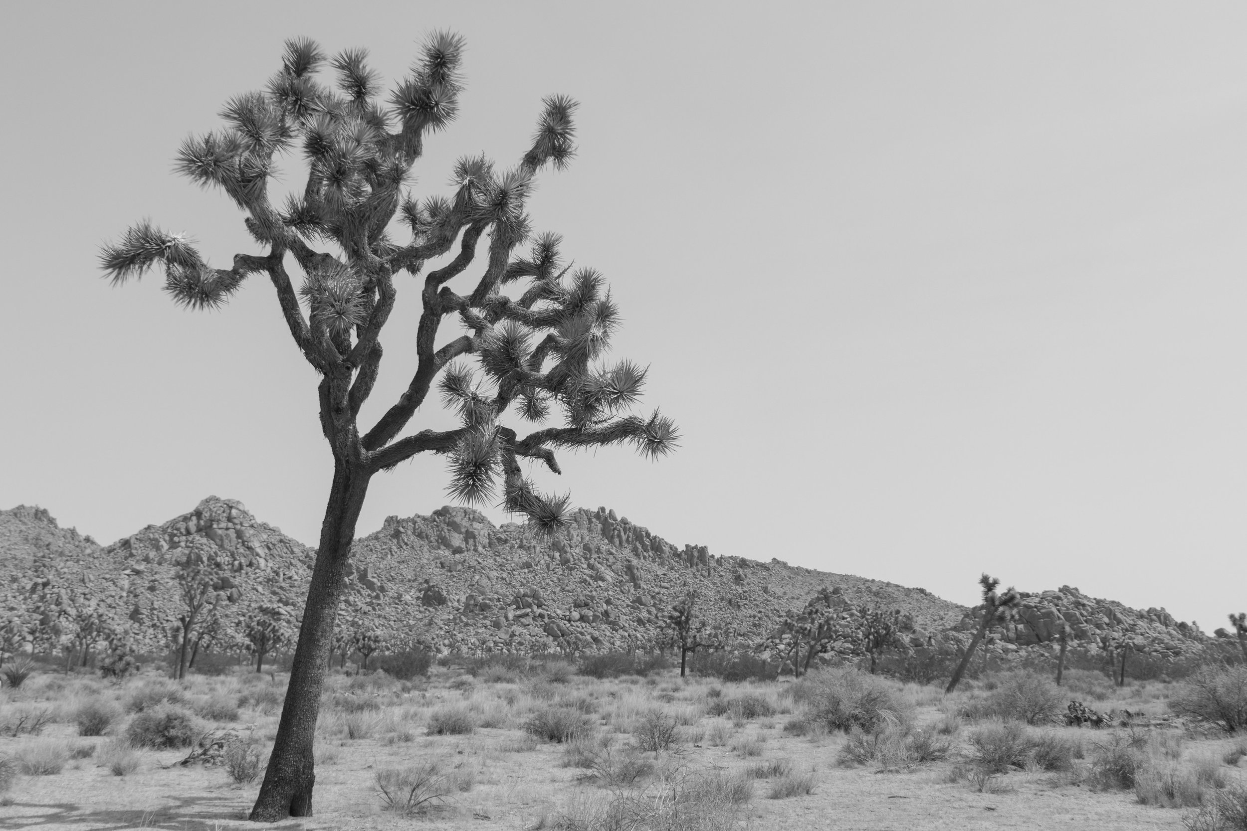 Joshua Tree, CA; August 2018