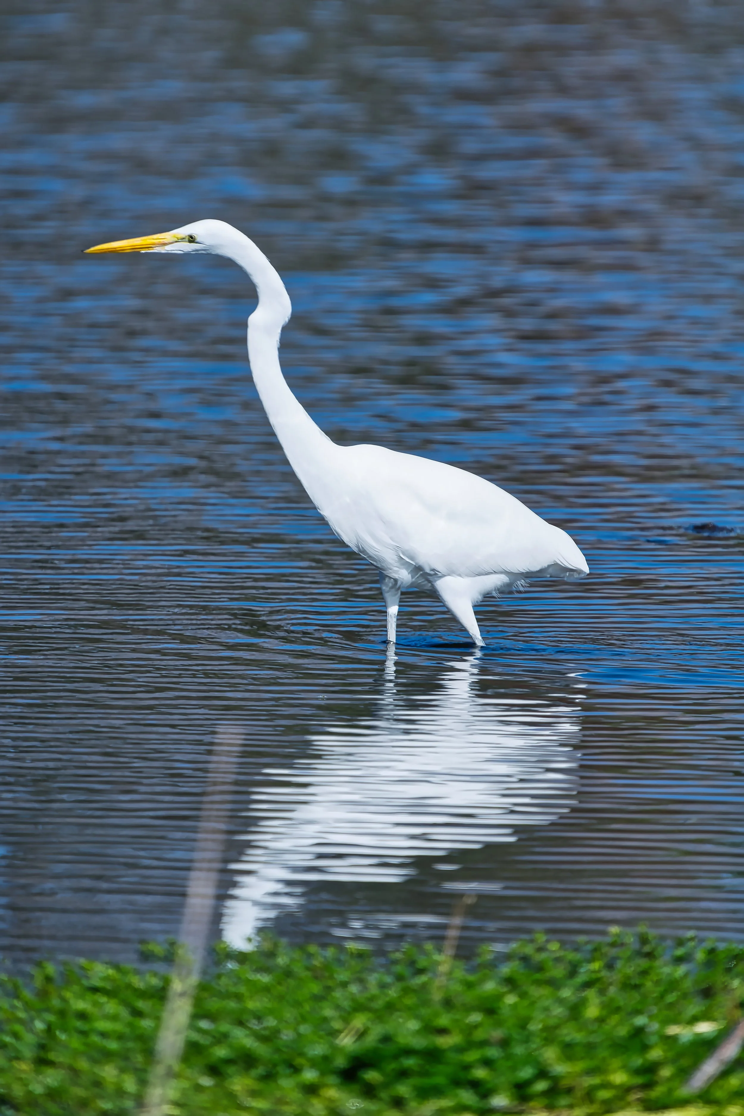 Great Egret; November 2025