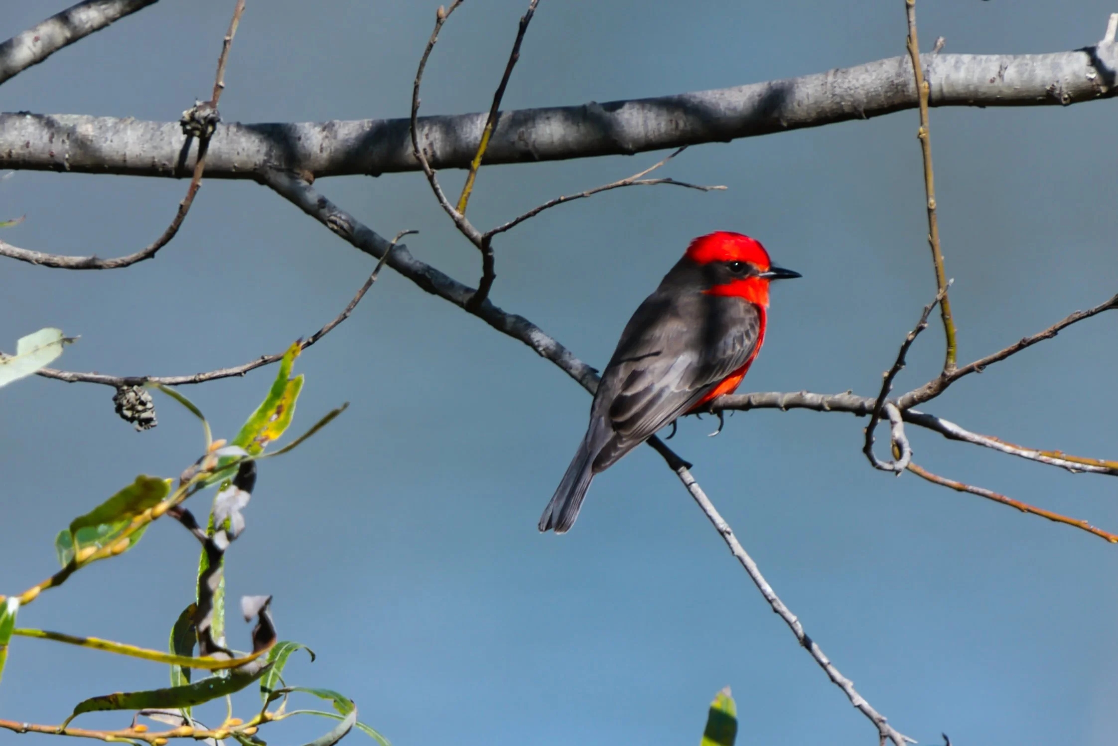 Vermilion Flycatcher; November 2025  