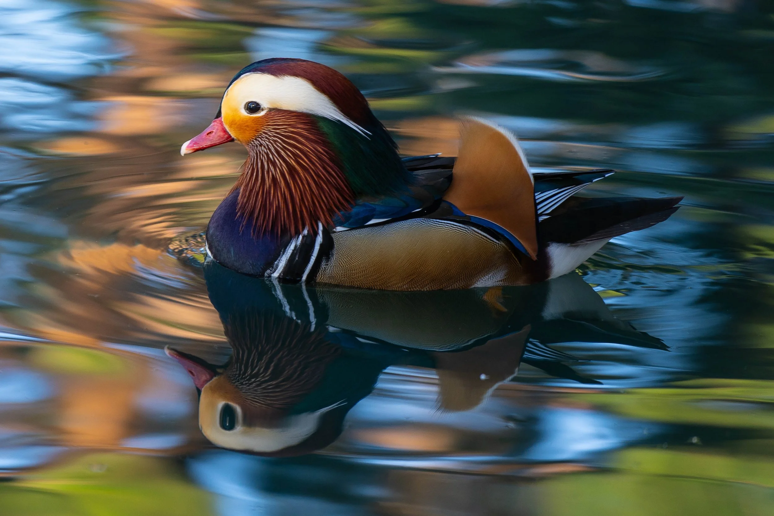 Harlequin Duck; November 2023