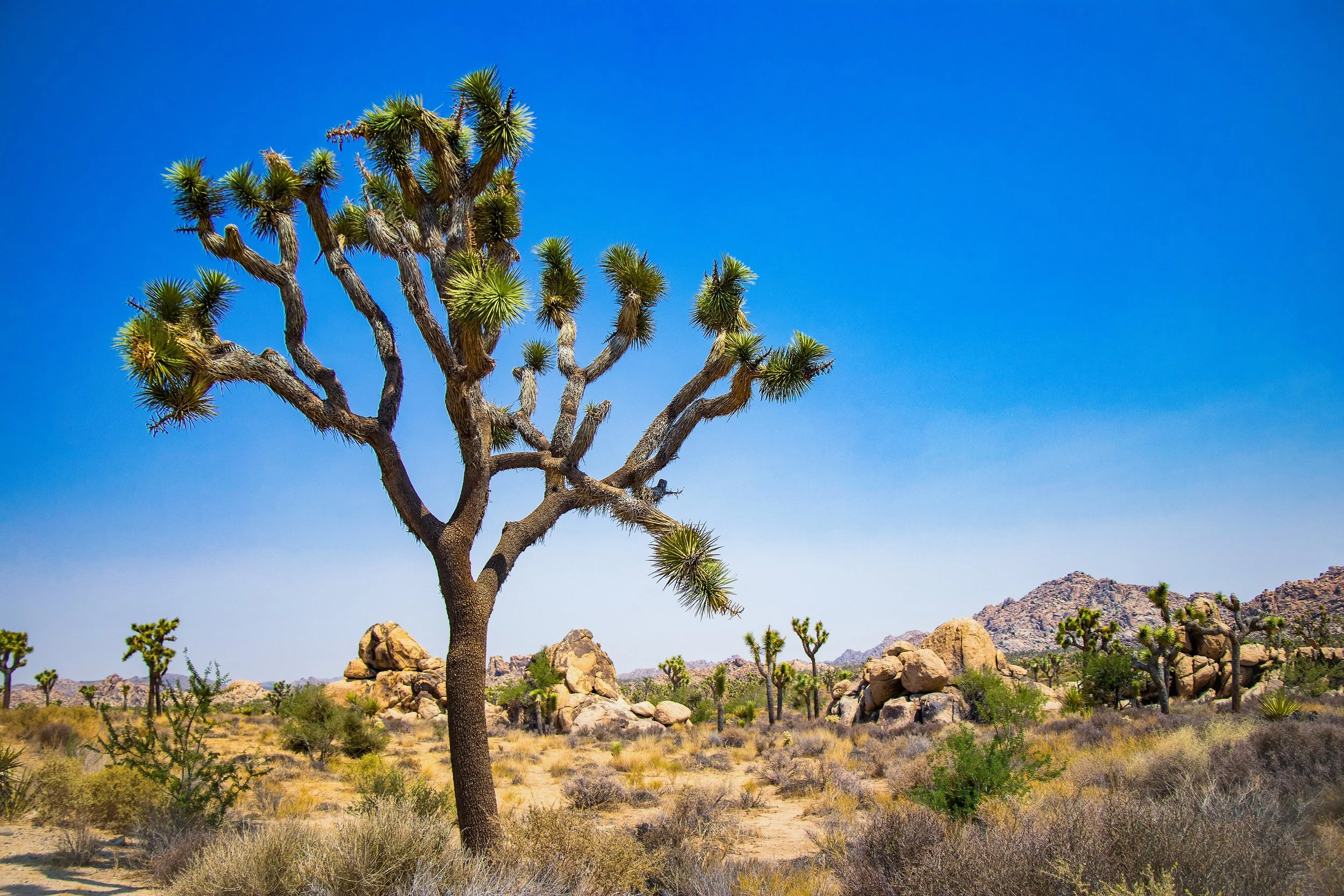 Joshua Tree, CA; August 2018