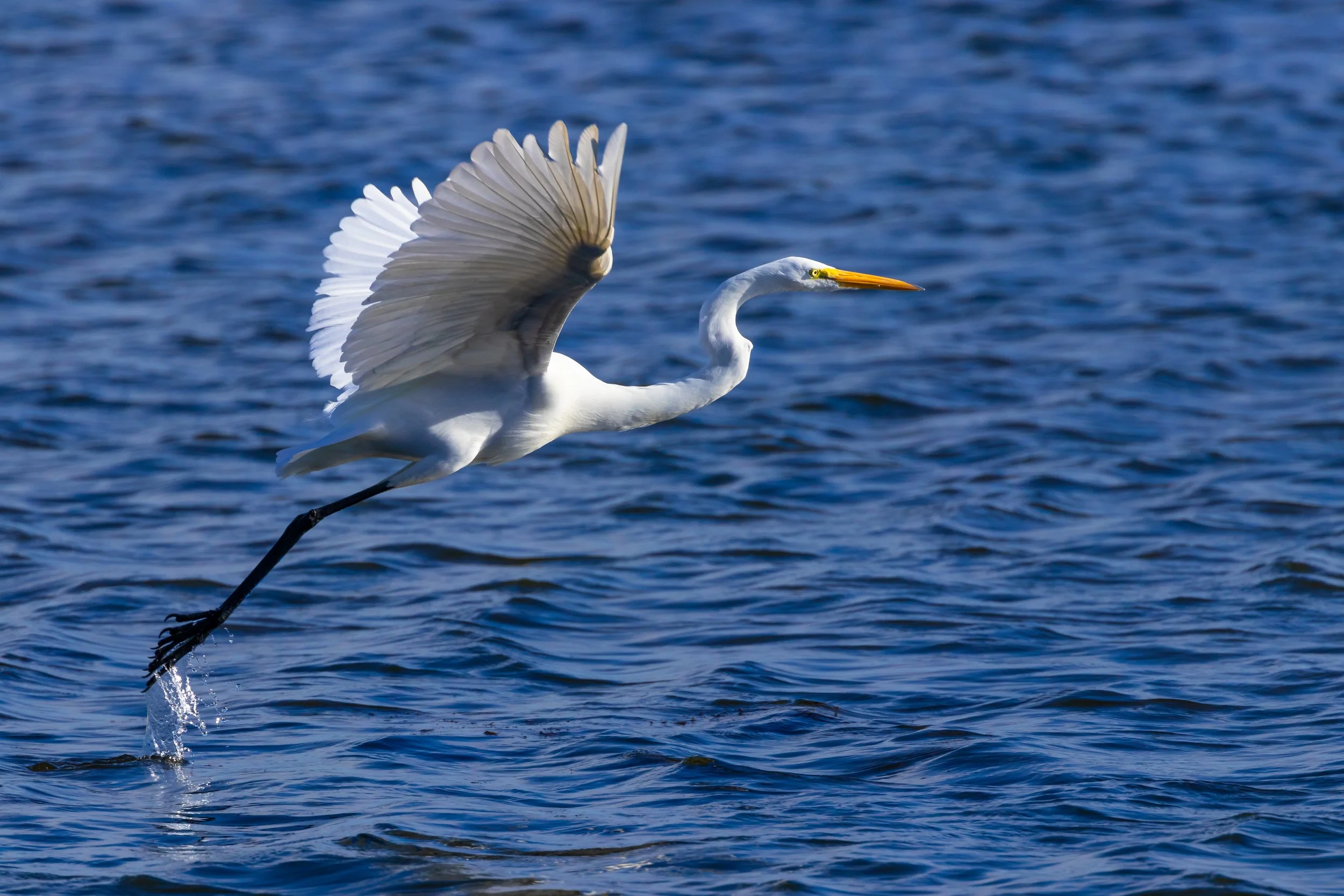 Great Egret; October 2017