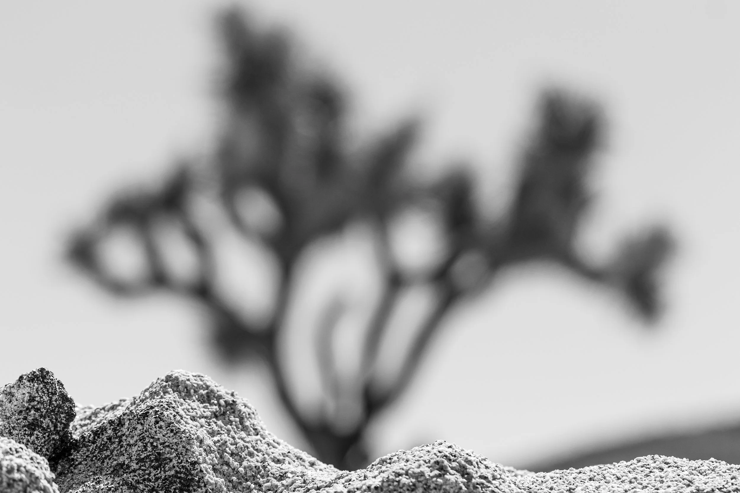 Joshua Tree, CA; October 2018