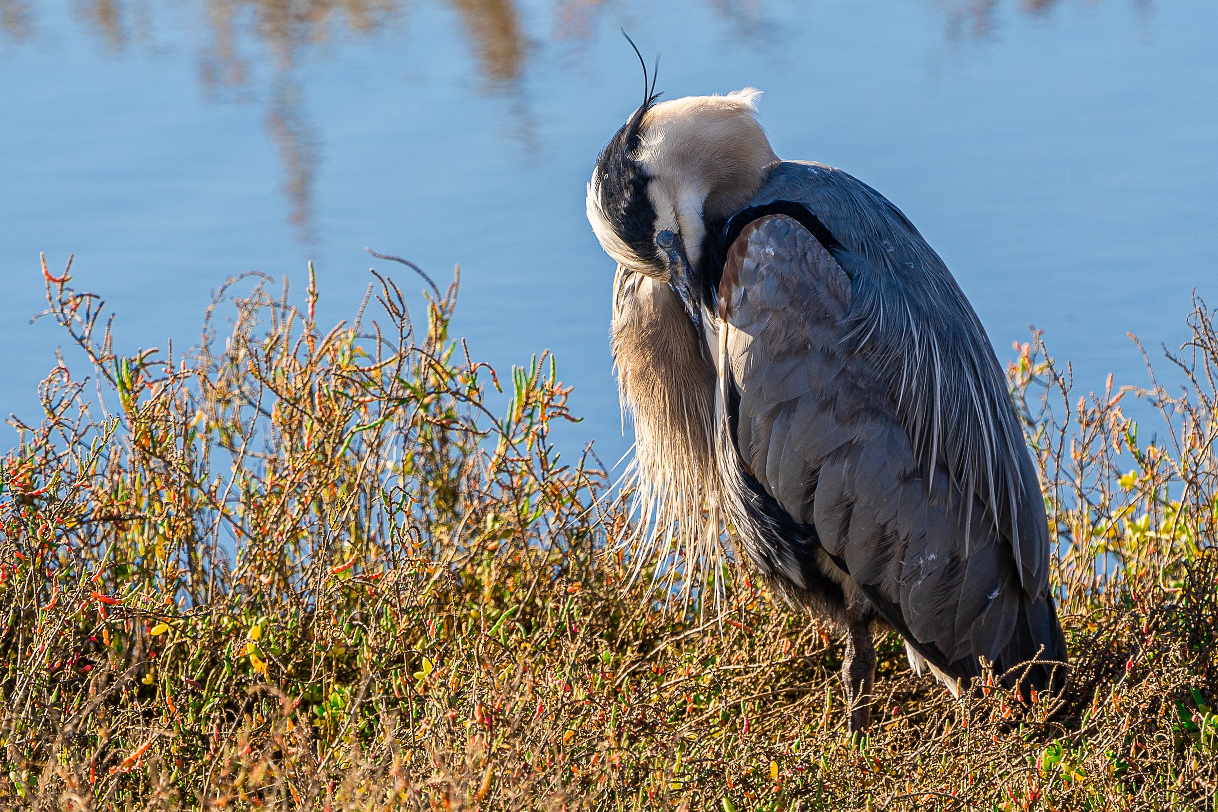Great Blue Heron; January 2021