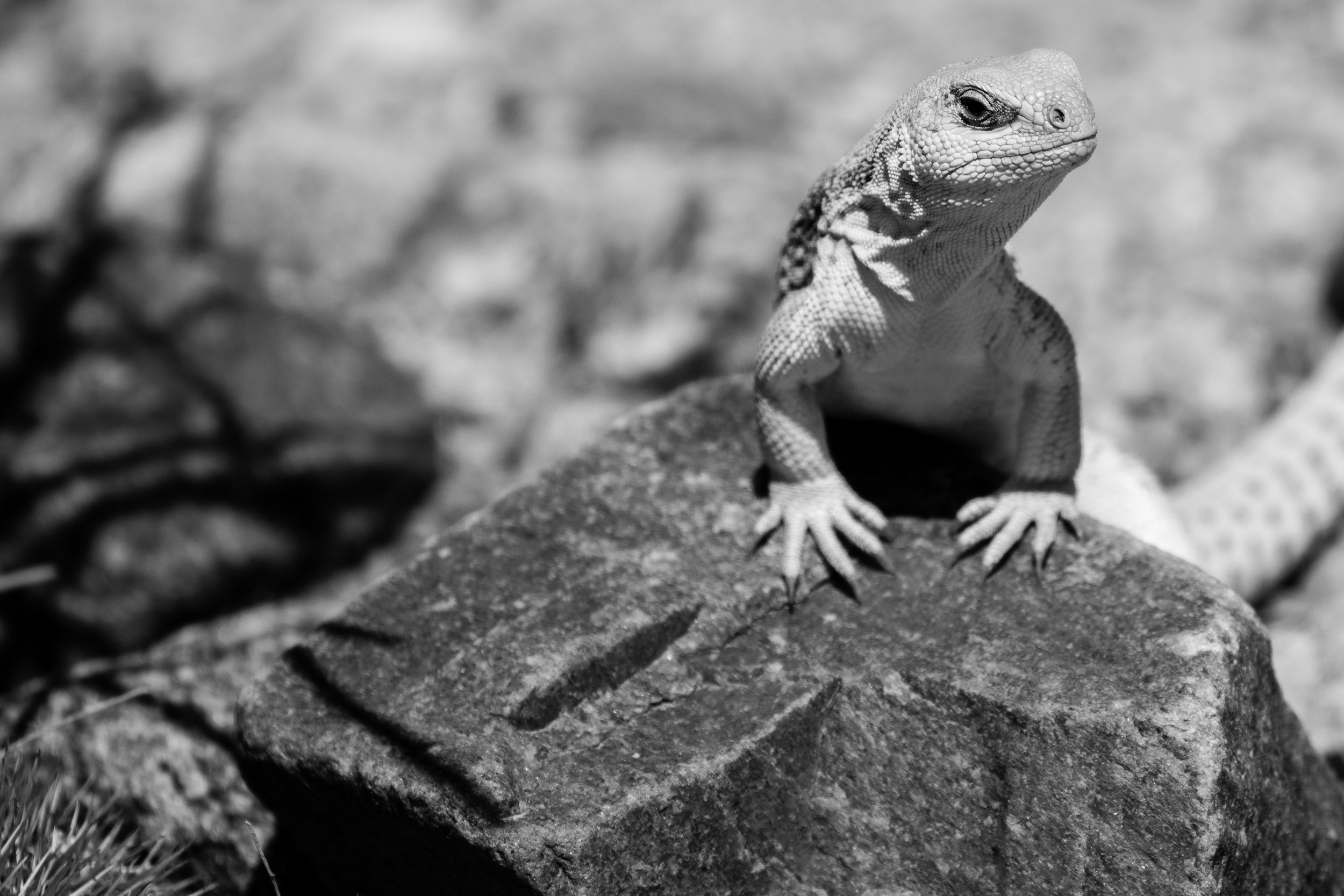Joshua Tree, CA; May 2018