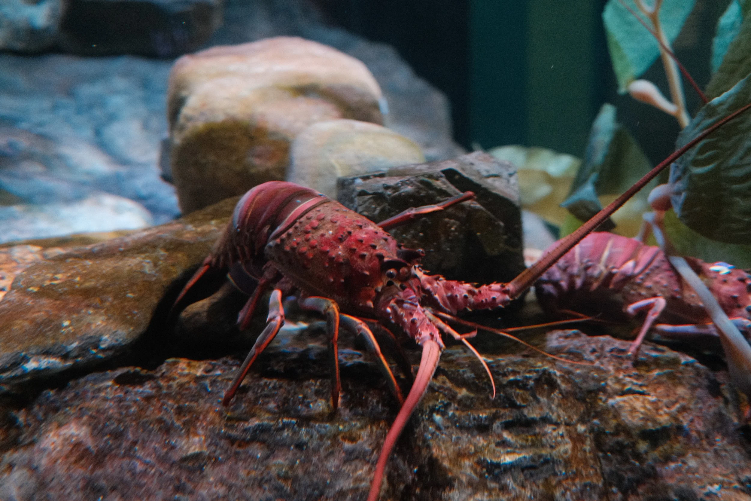 Long Beach, CA; December 2025