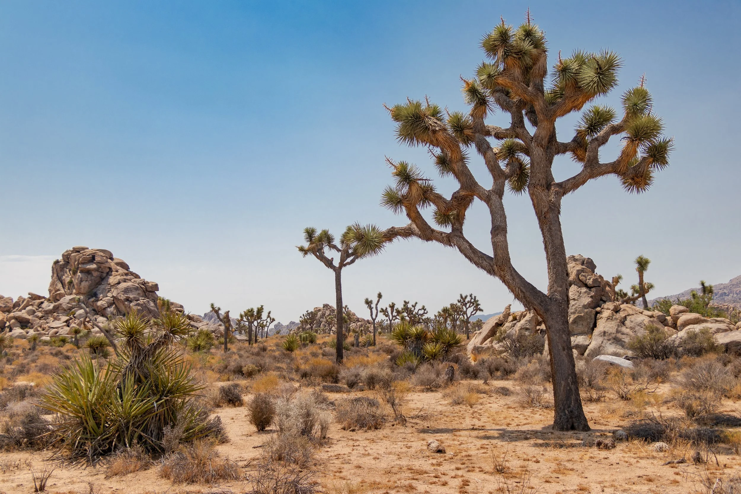 Joshua Tree, CA; August 2018