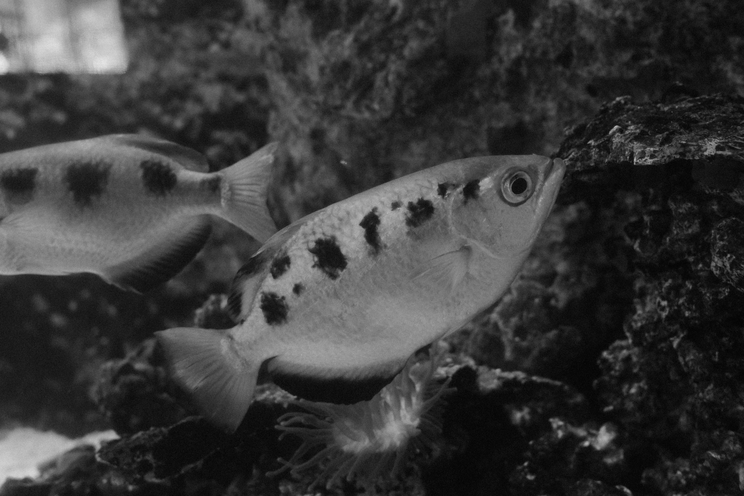 Long Beach, CA; November 2025