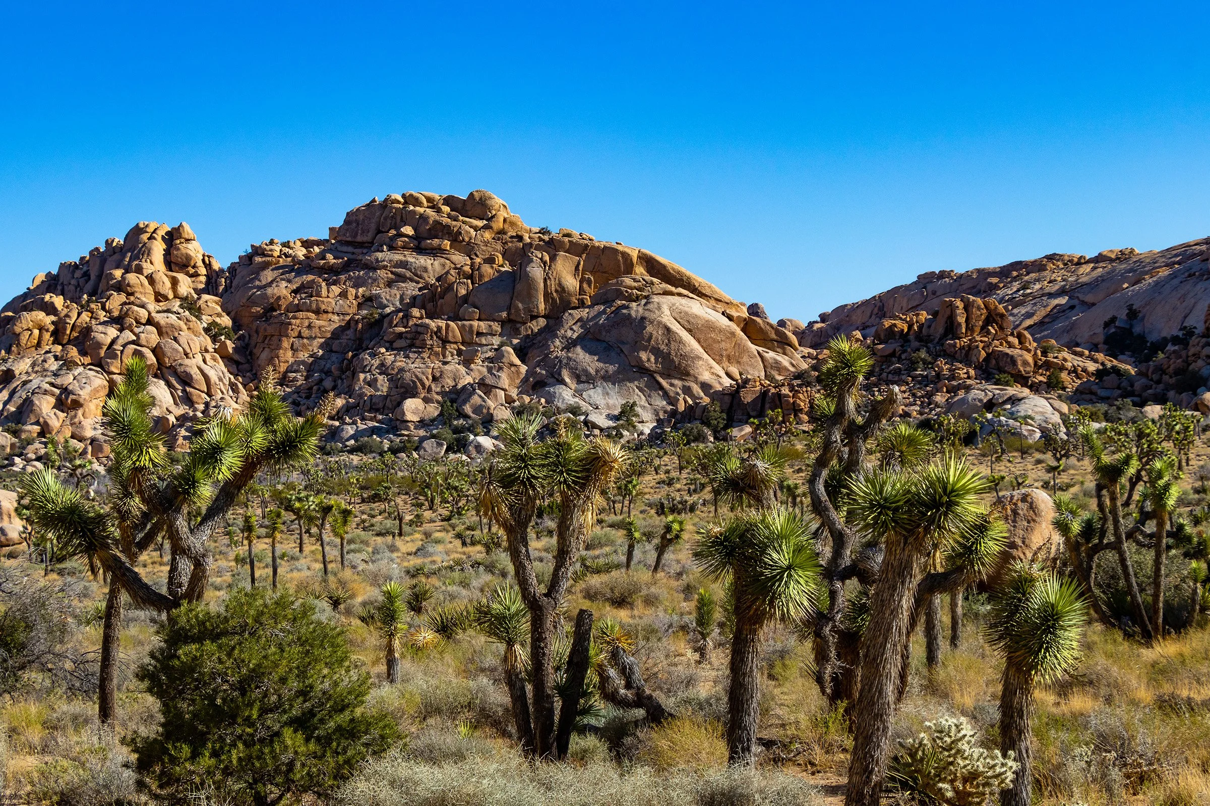 Joshua Tree, CA; April 2018
