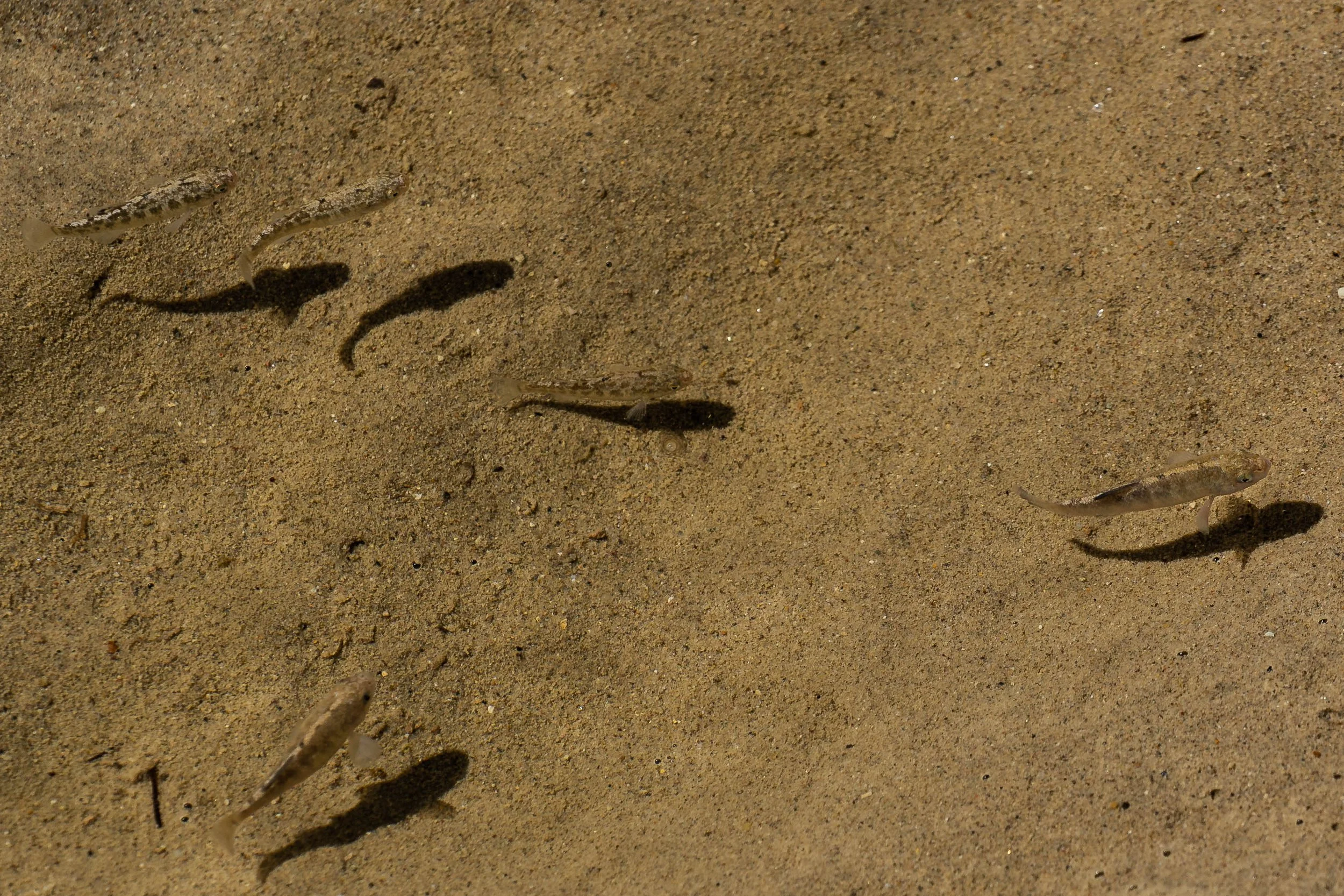 Death Valley Pupfish; March 2022