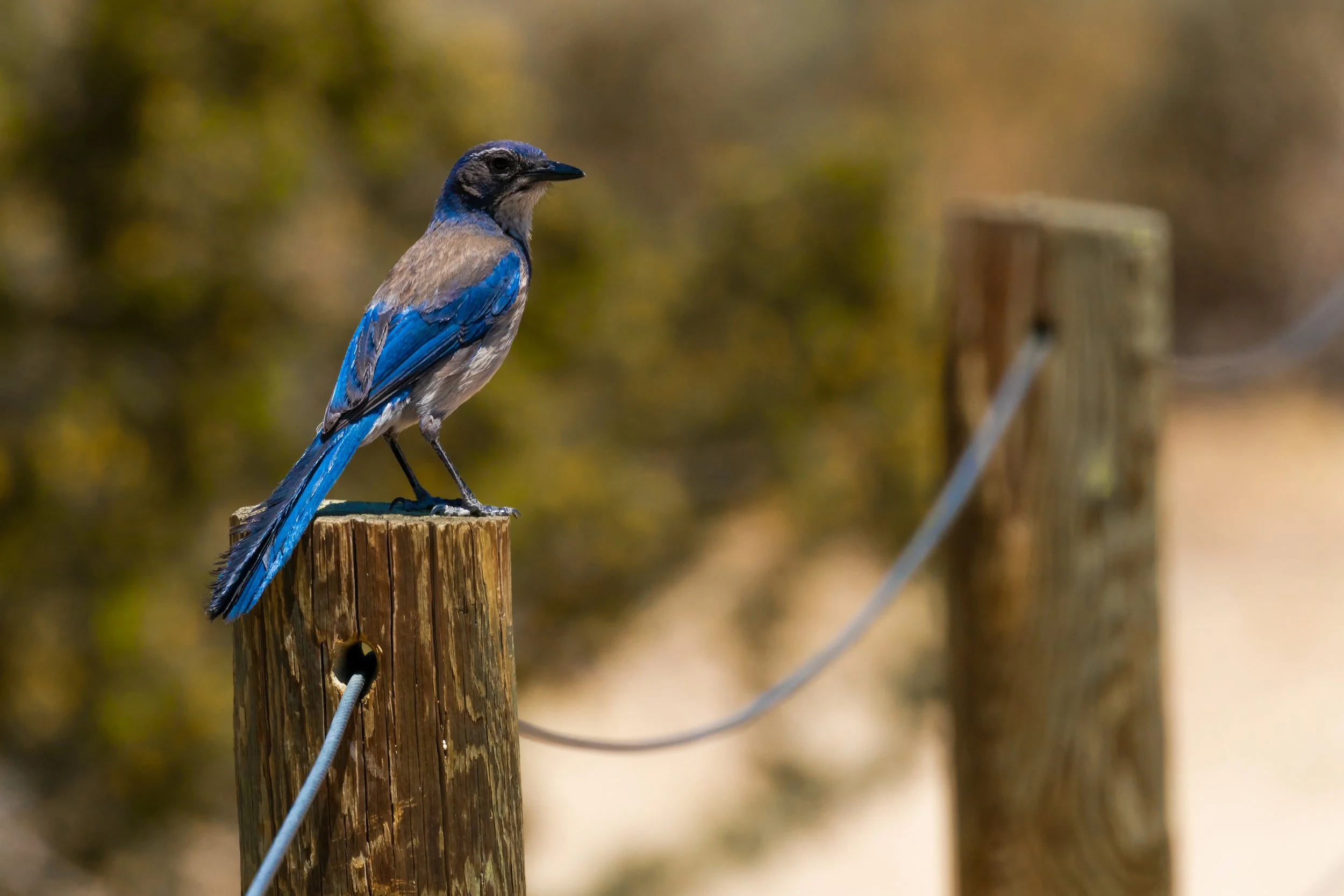 Scrub Jay; May 2018