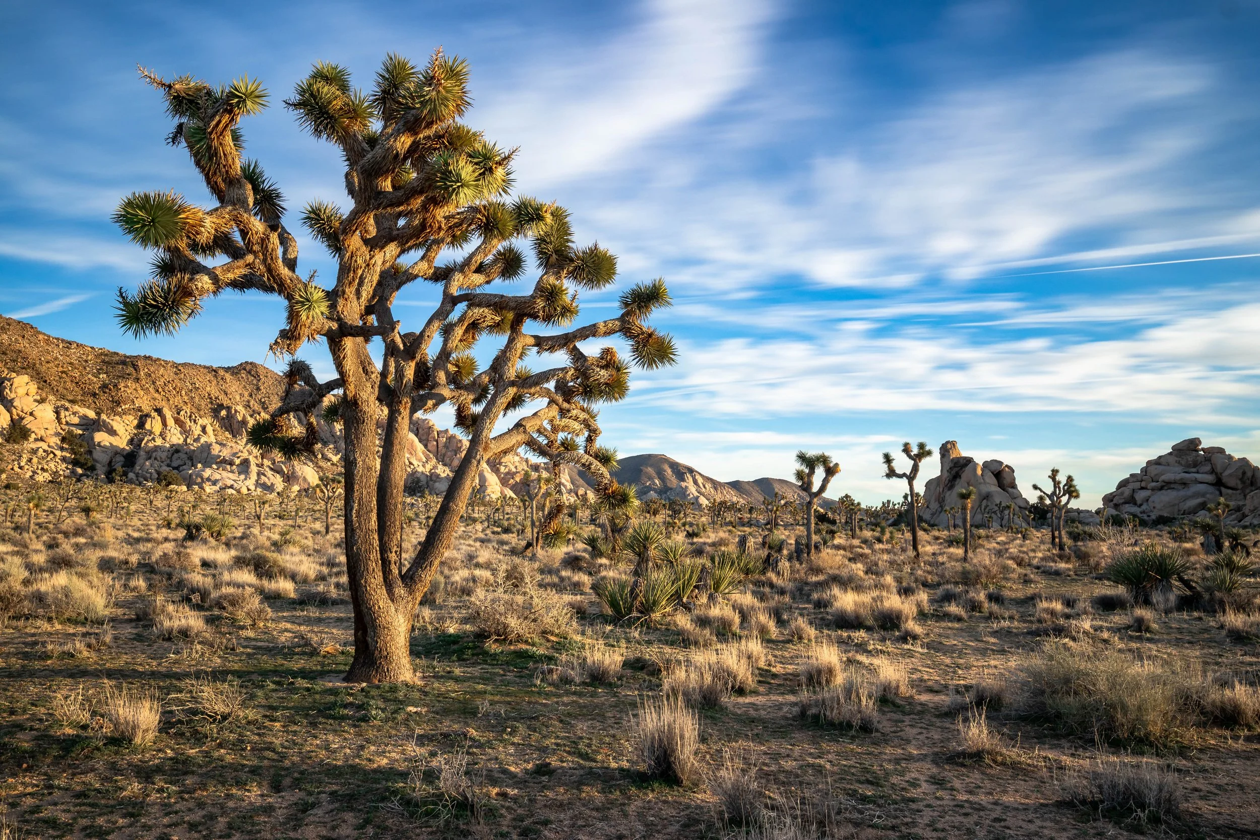 Joshua Tree, CA; February 2019
