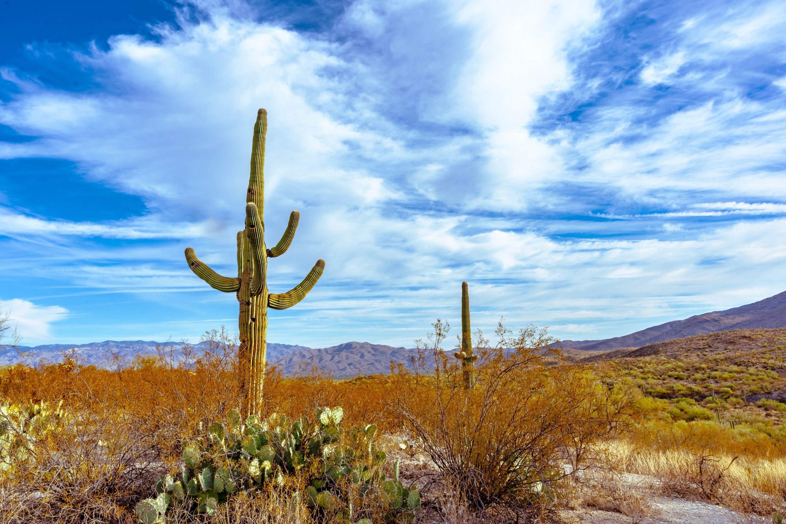 Saguaro National Park, AZ; October 2024