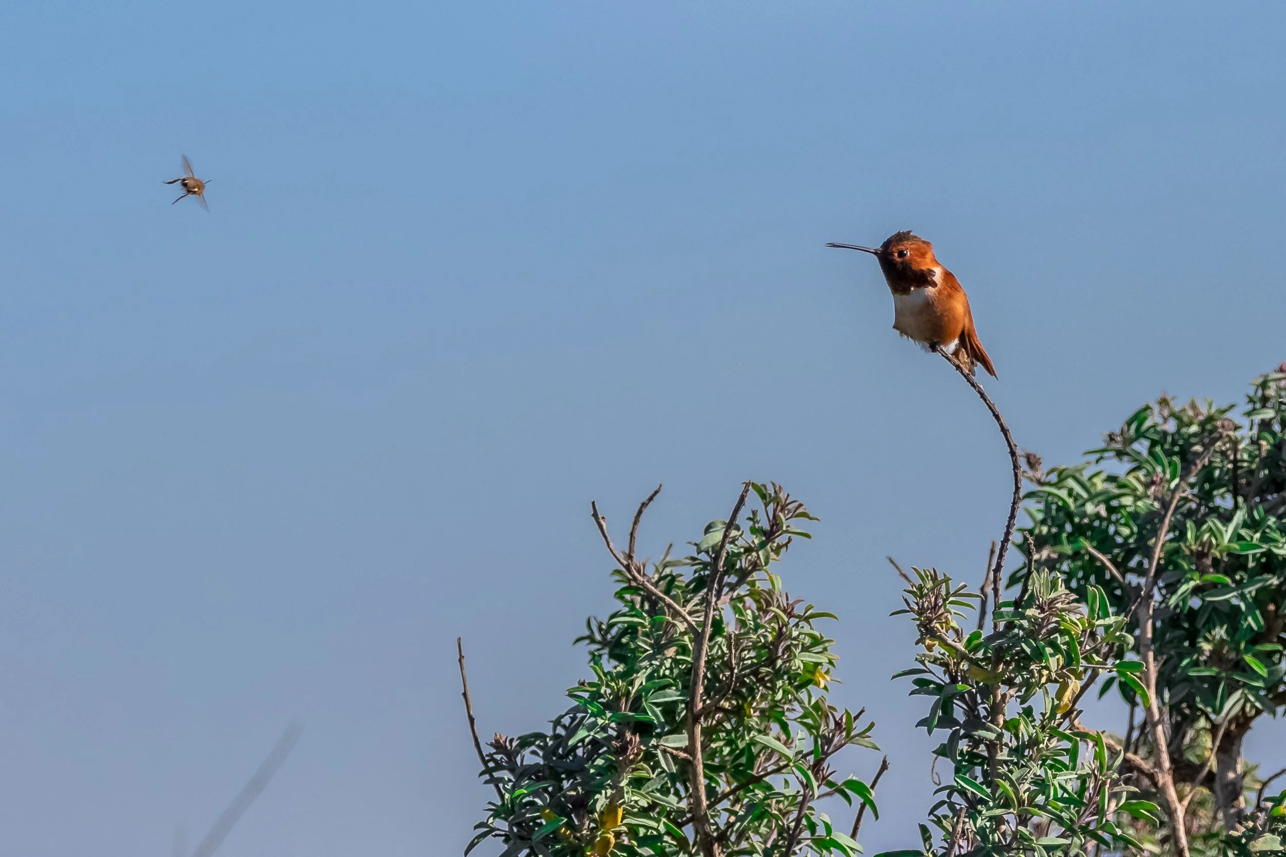 Allen's Hummingbird; January 2019