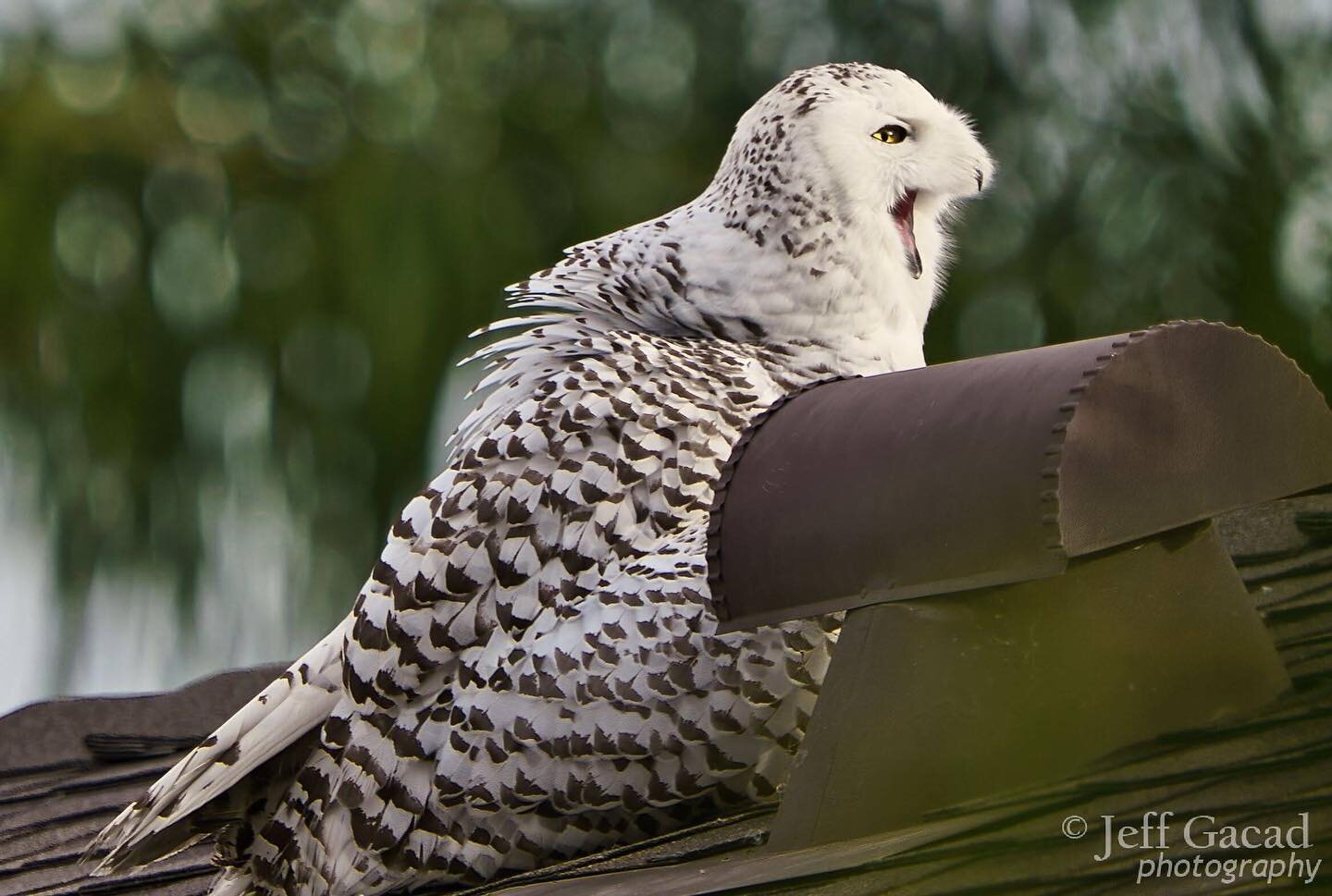 I was going to save these and spread out posting them, but I decided to just post them all as one post. I didn't how derpy these owls can be one minute but so regal the next. I kind of like the last photo of her watching the C-130 land at the same ai