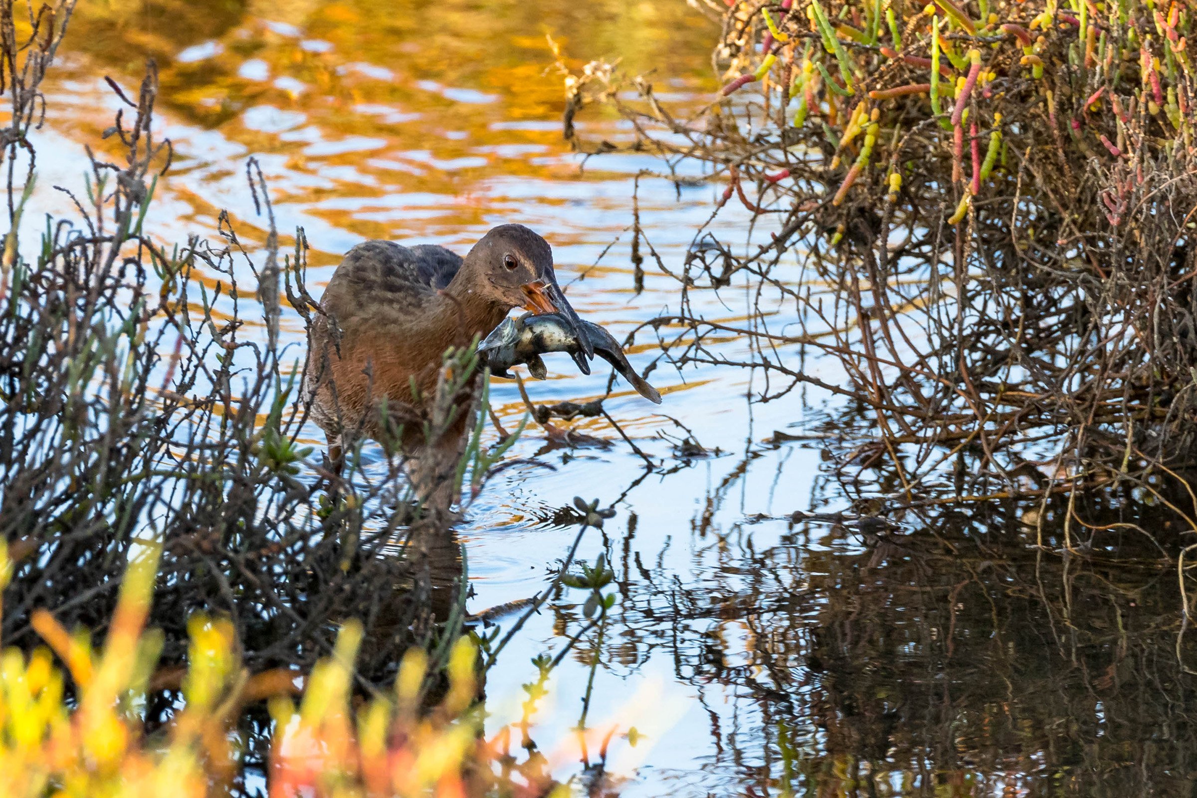 Virginia Rail