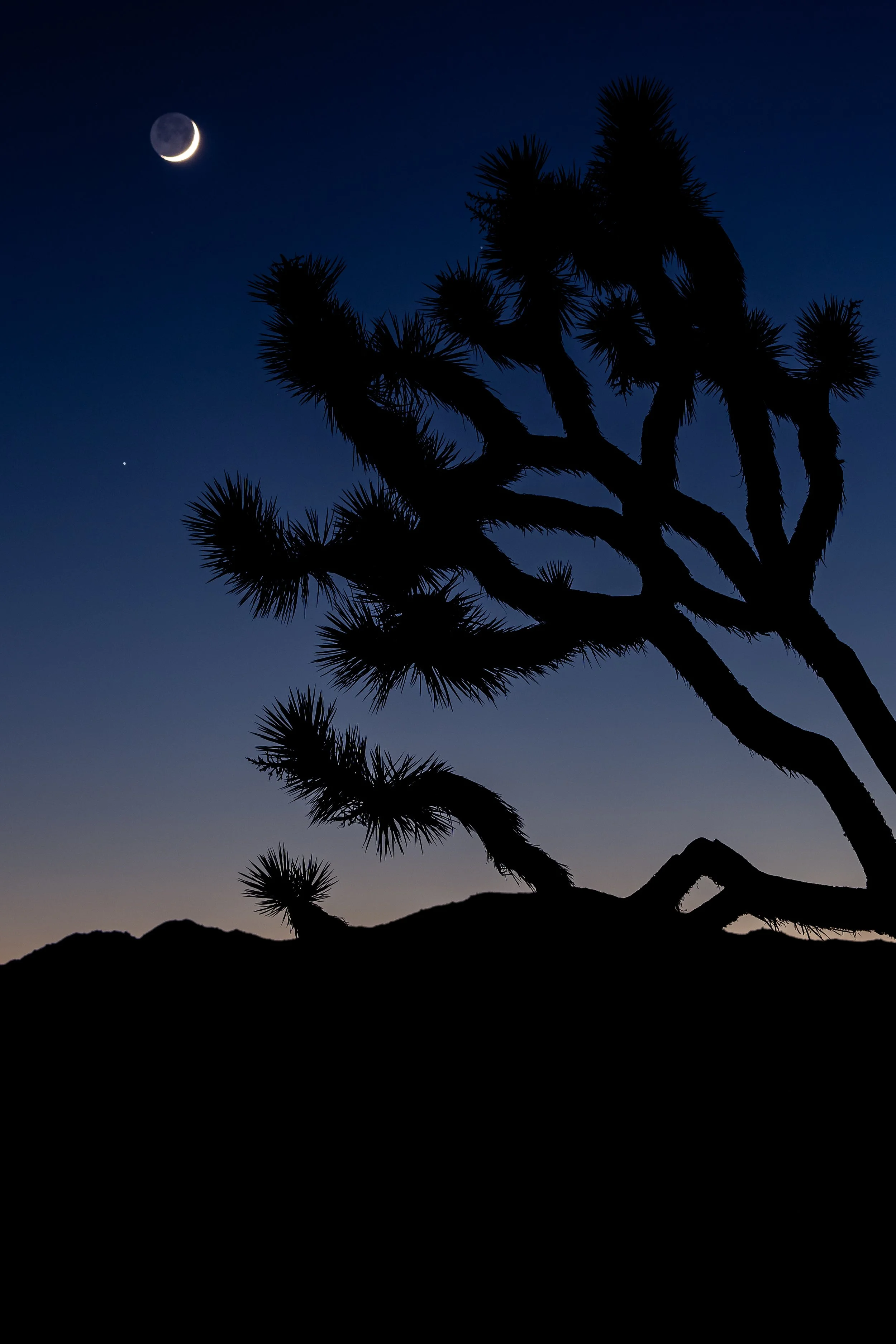 Joshua Tree, CA