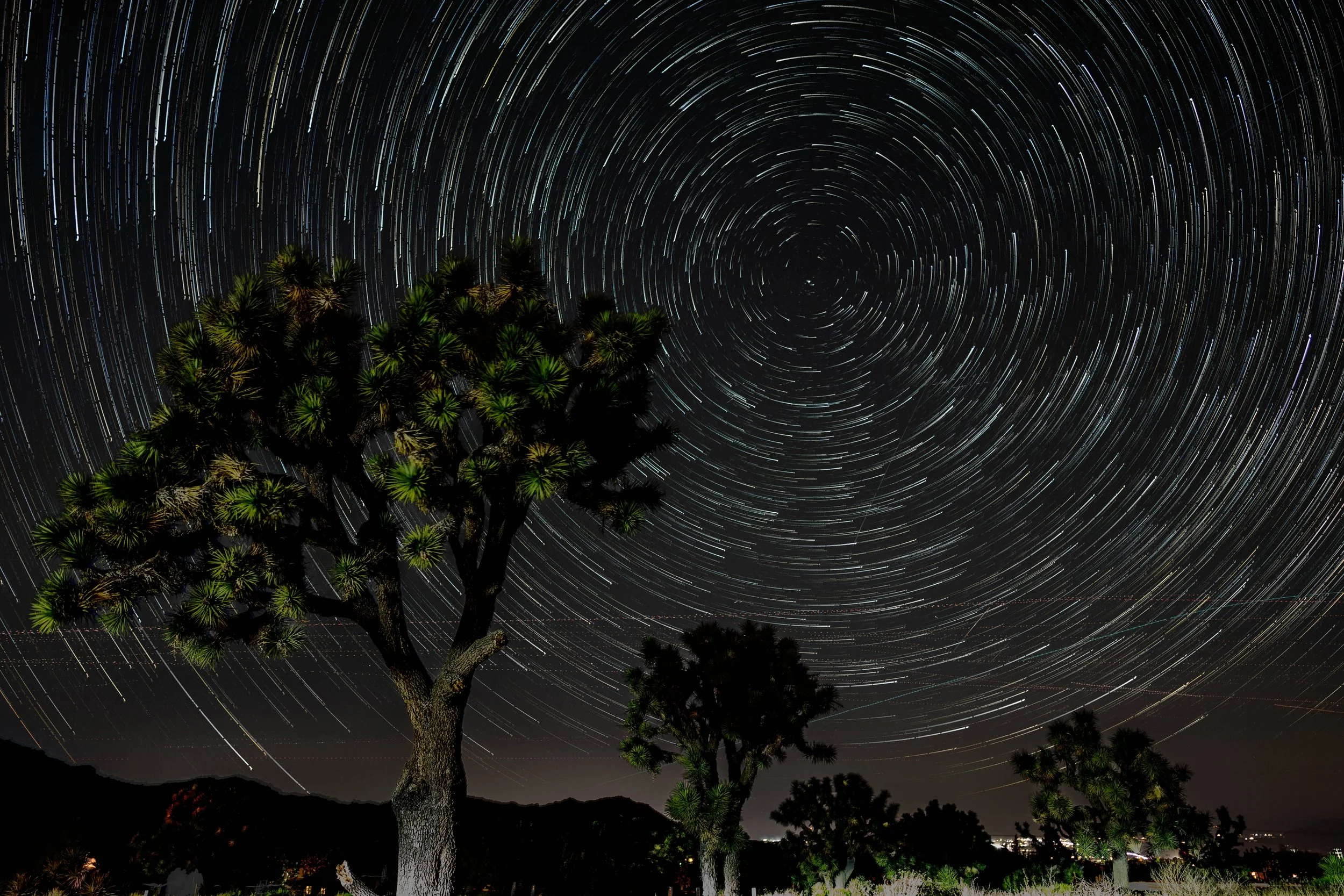 Joshua Tree, CA