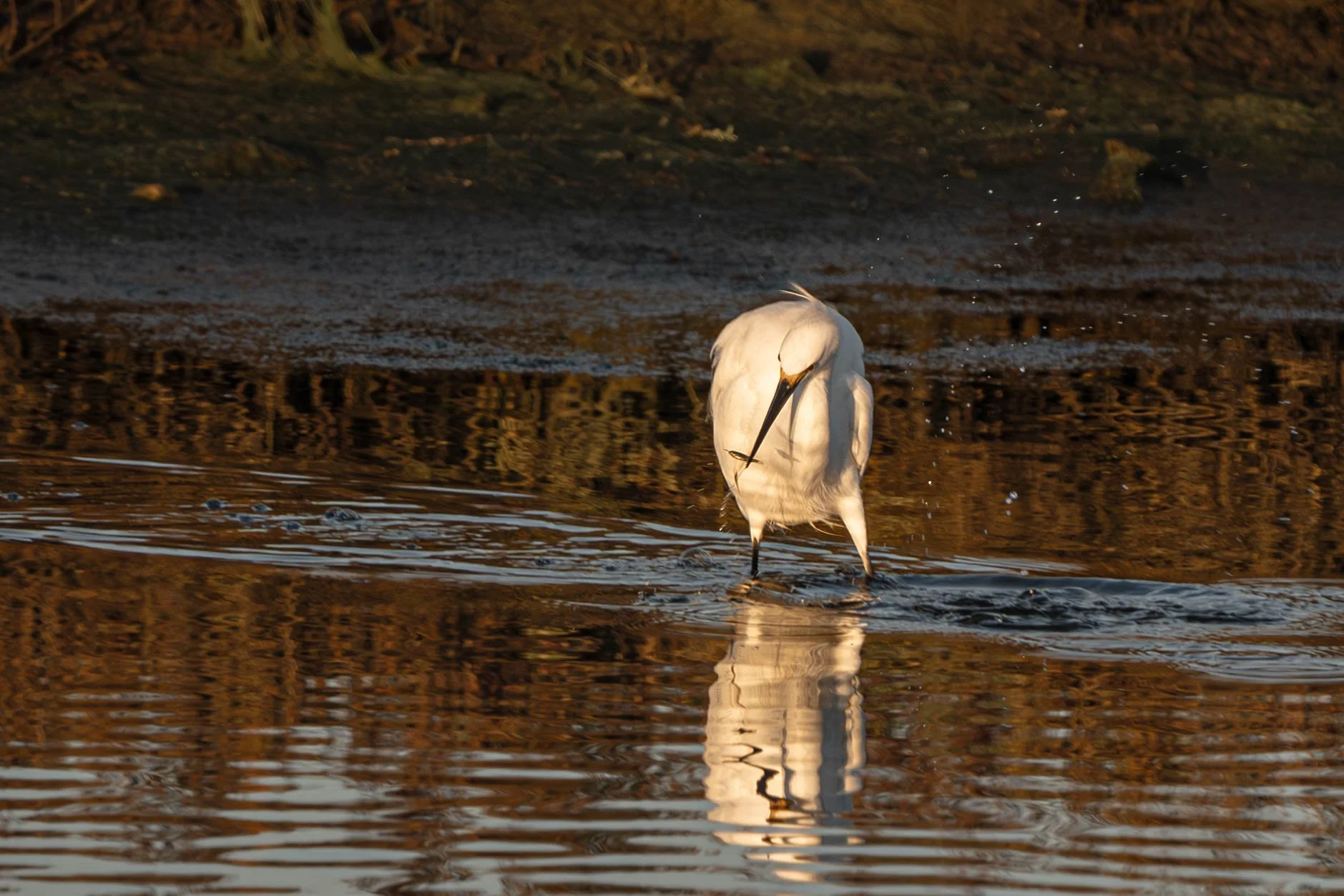 Snowy Egret
