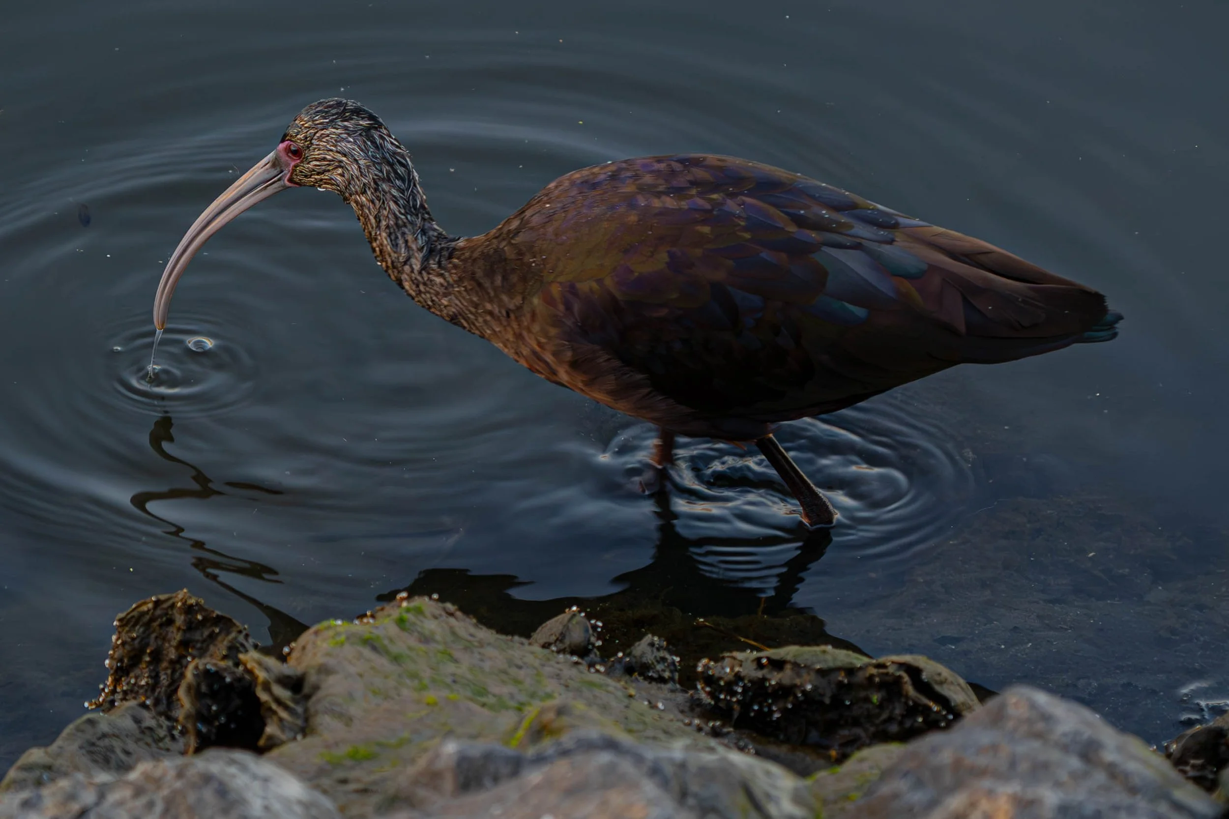 White-faced Ibis