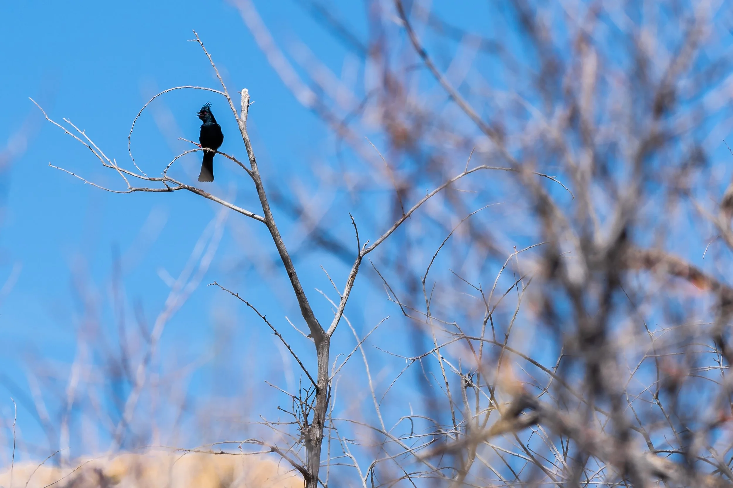 Phainopepla