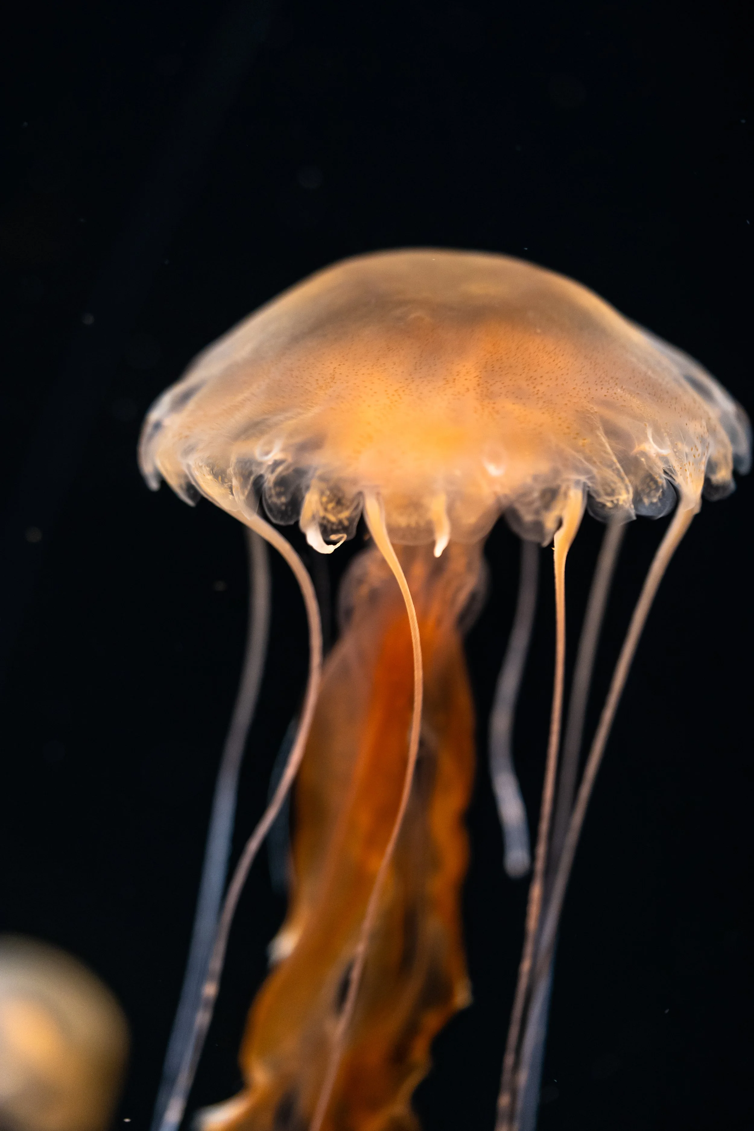 Egg Yolk Jelly