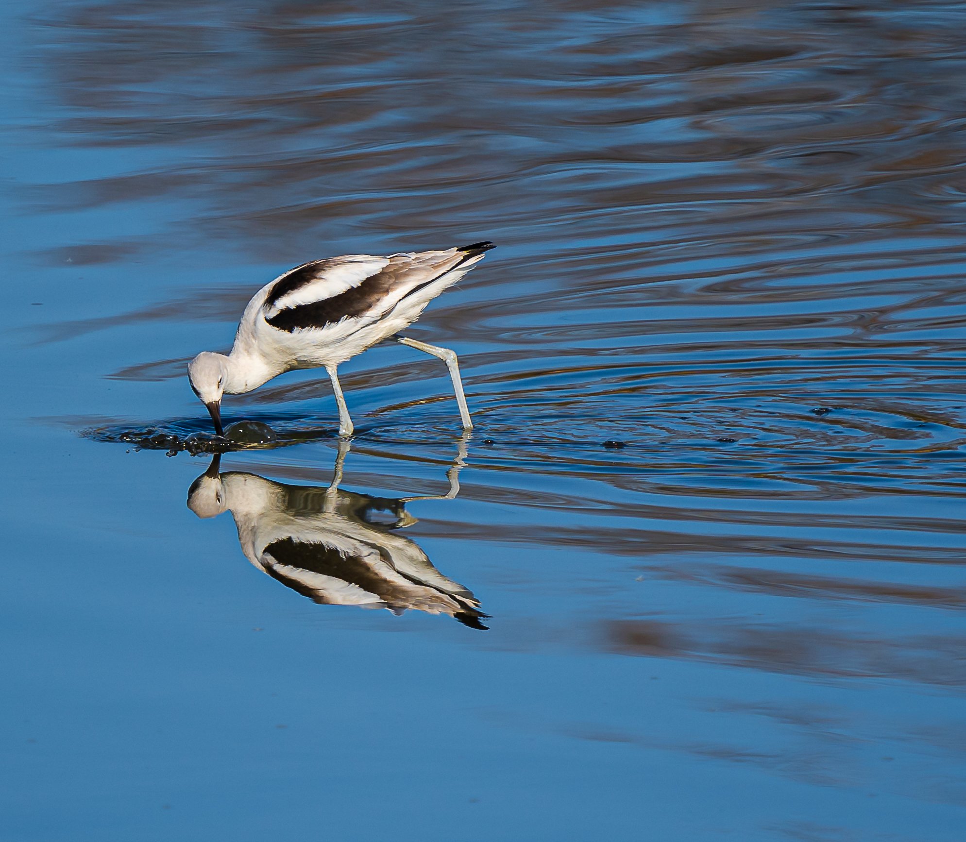 American Avocet