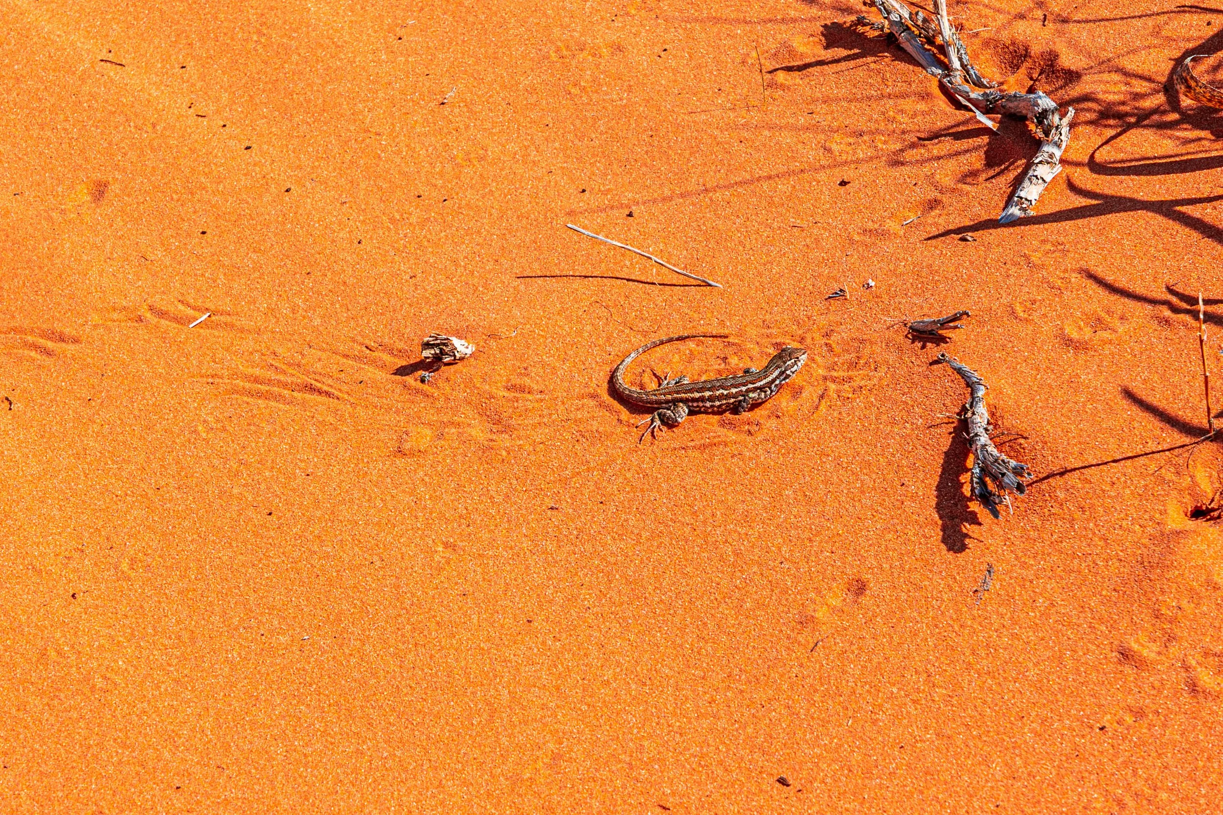 Common Sagebrush Lizard