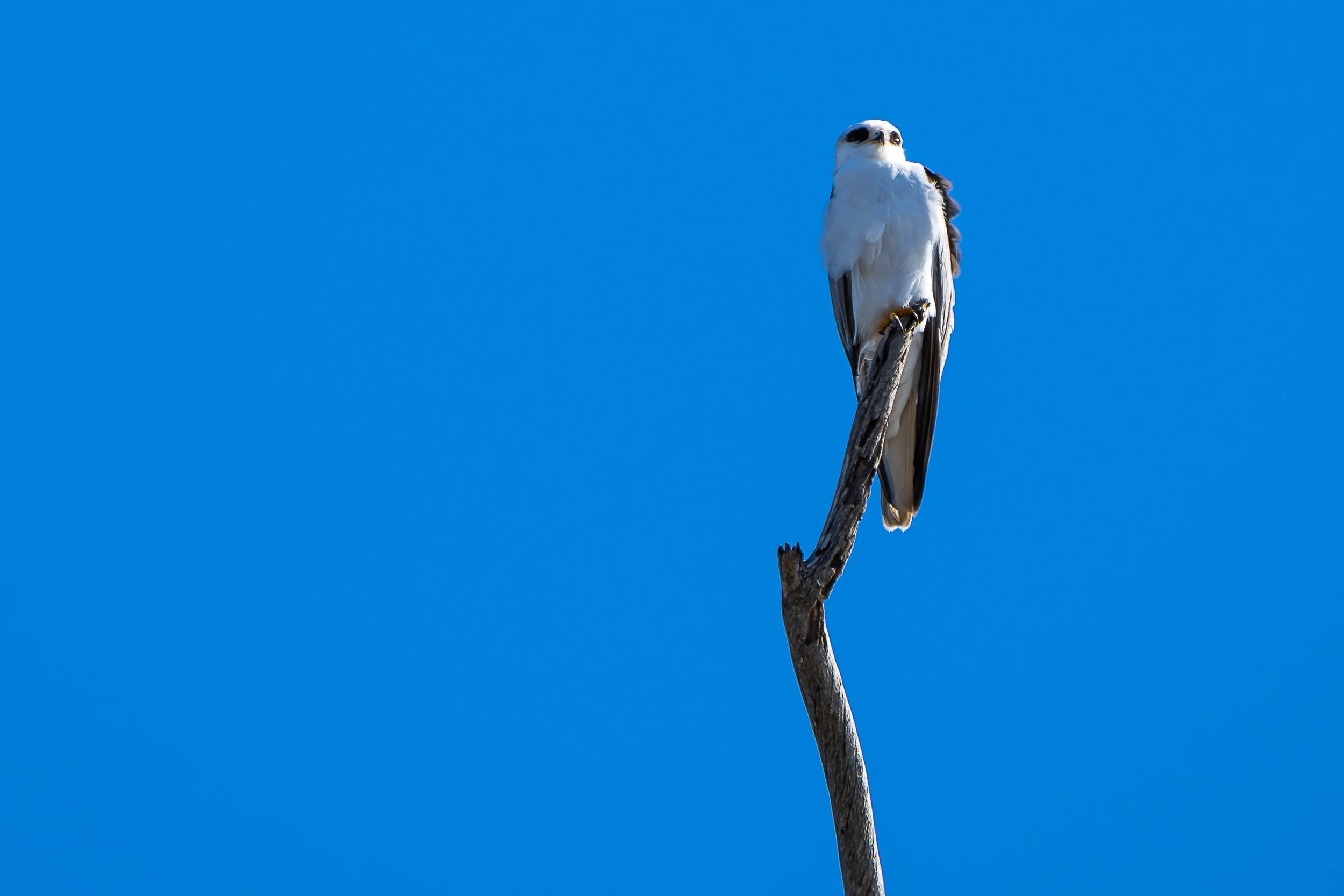 White-tailed Kite