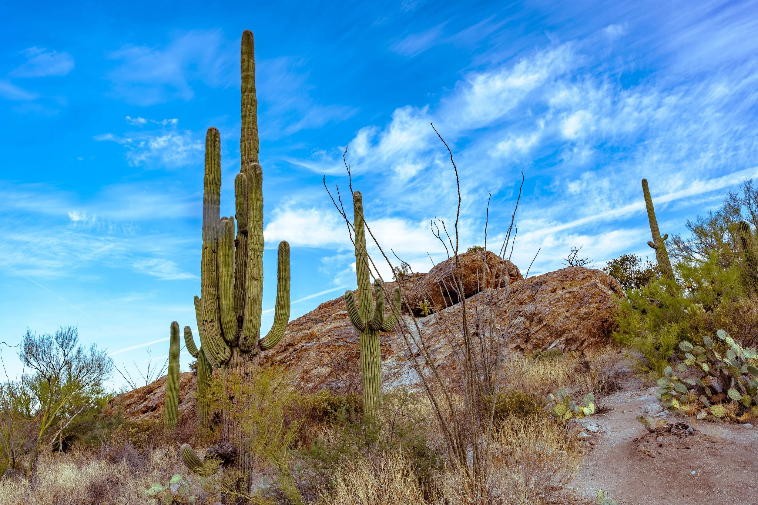 Saguaro National Park