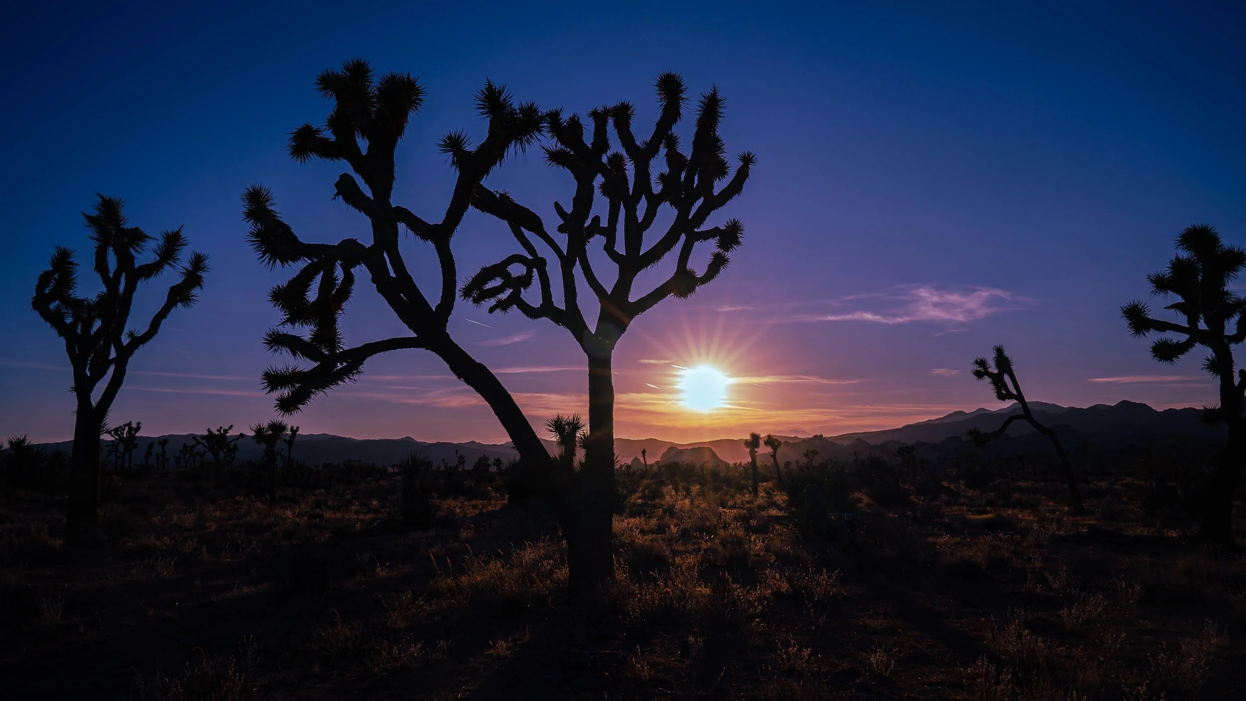 Joshua Tree, CA