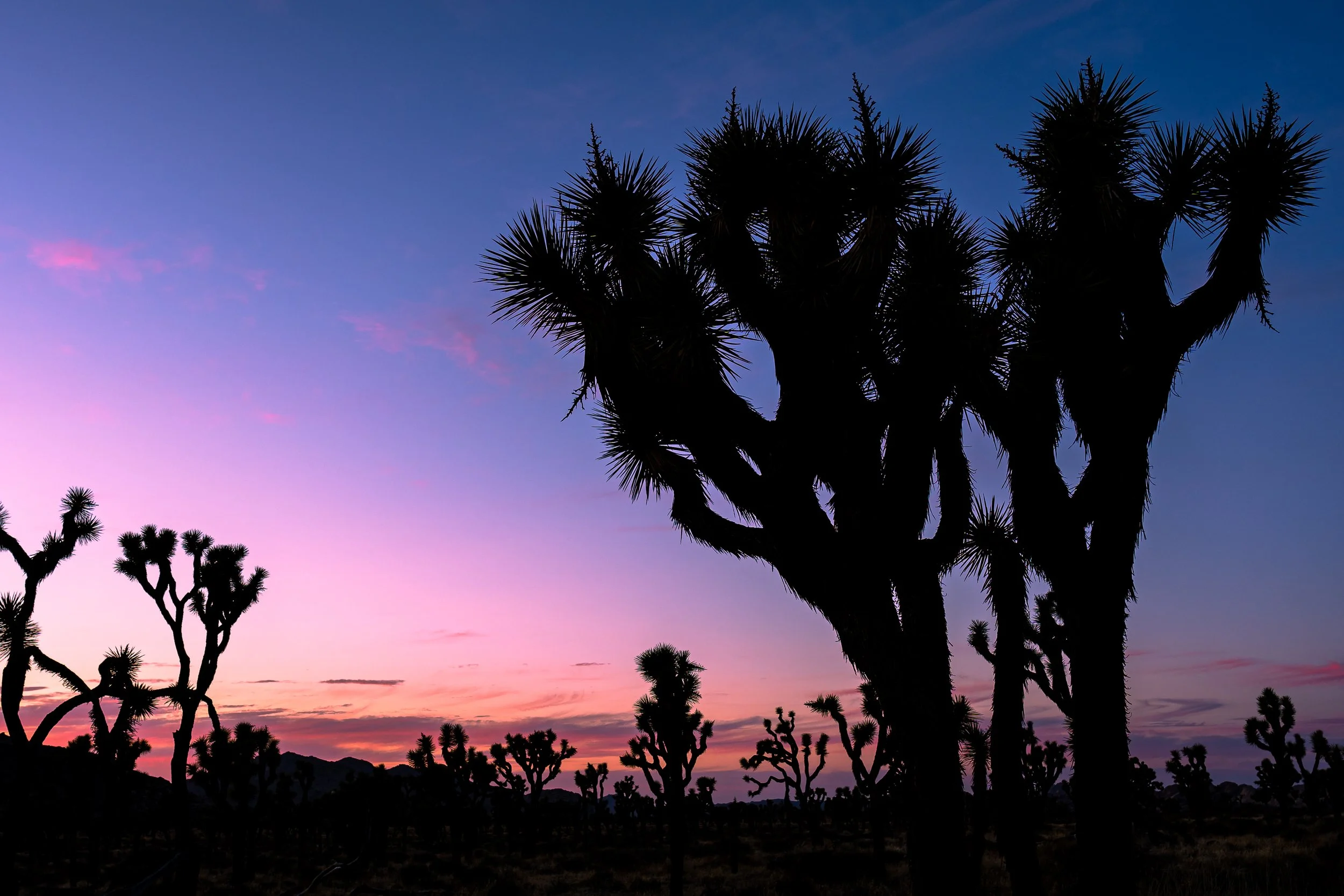 Joshua Tree, CA